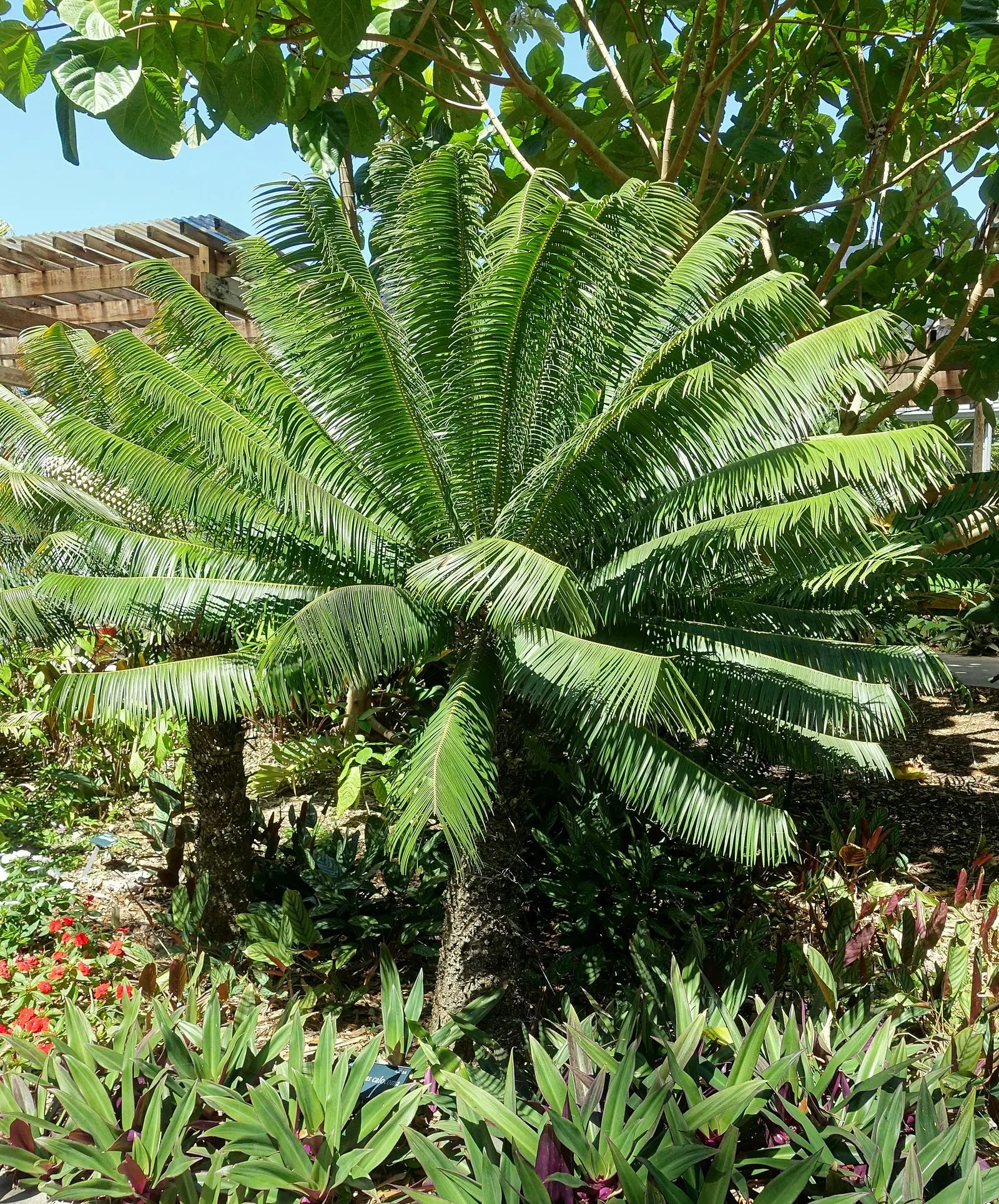 Casa de Christy Payne y Jardín Botánico Marie Selby