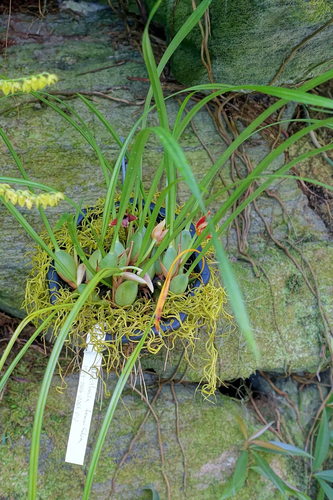 Casa de Christy Payne y Jardín Botánico Marie Selby
