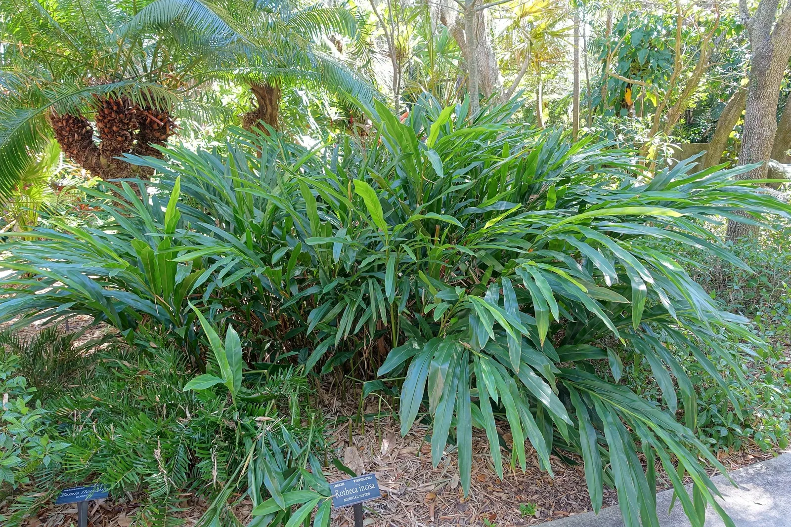 Marie Selby Botanical Gardens