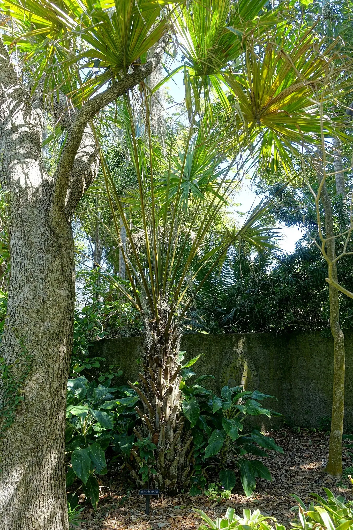 Casa de Christy Payne y Jardín Botánico Marie Selby