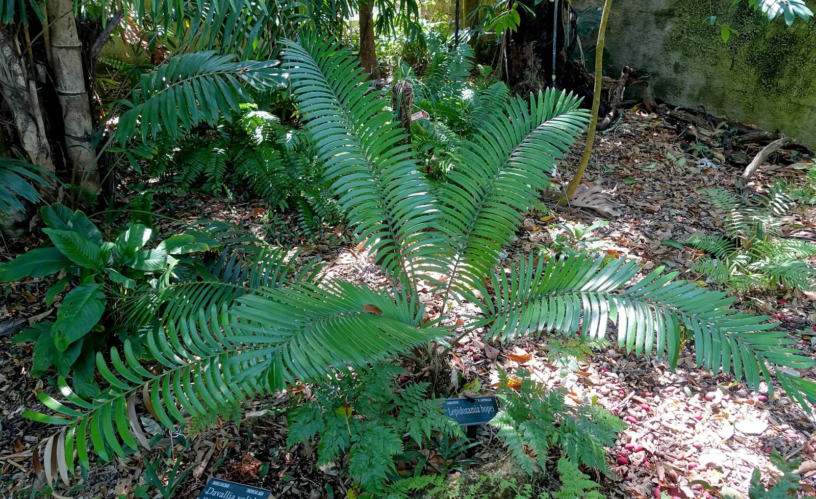 Marie Selby Botanical Gardens