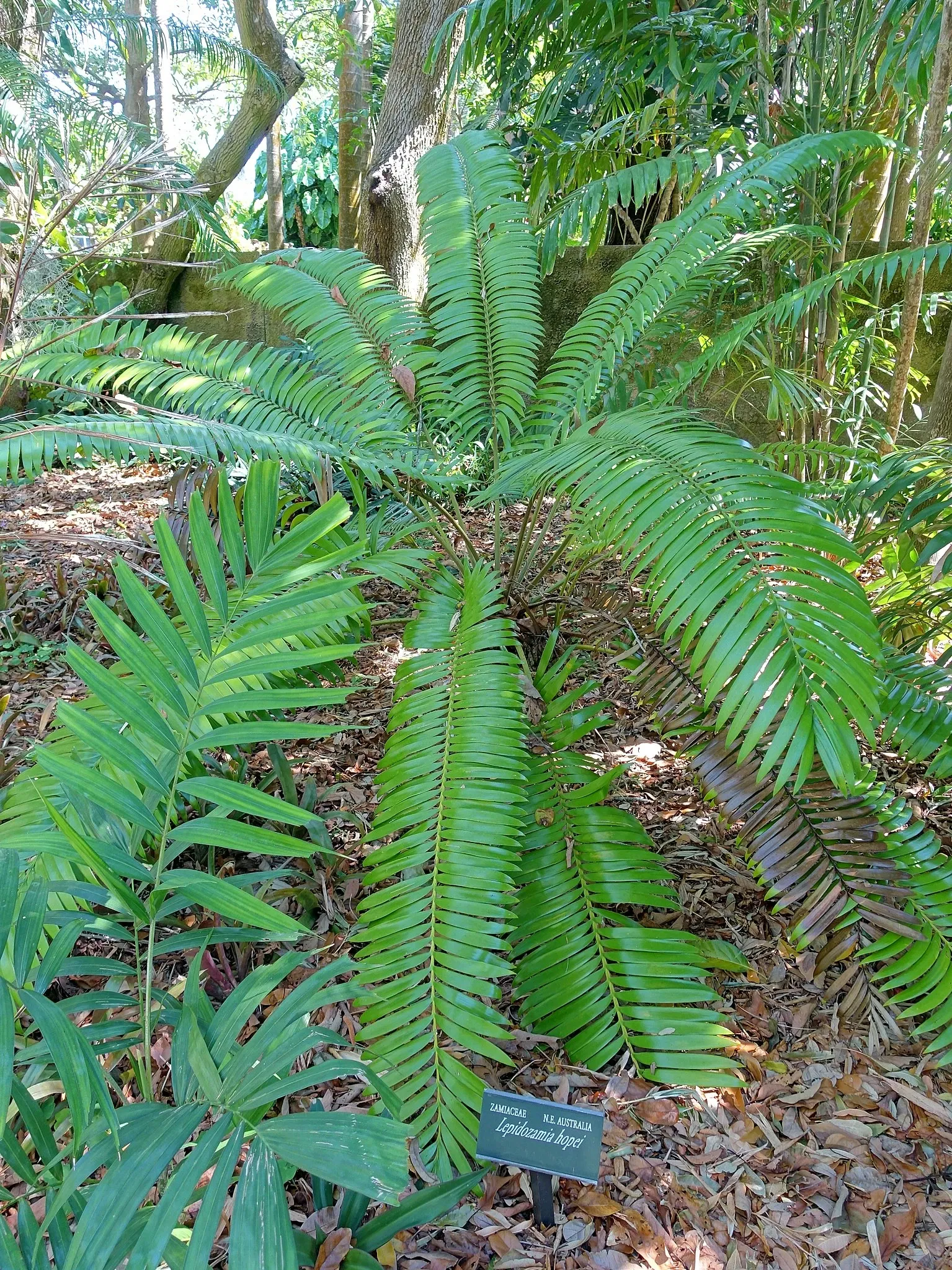 Marie Selby Botanical Gardens