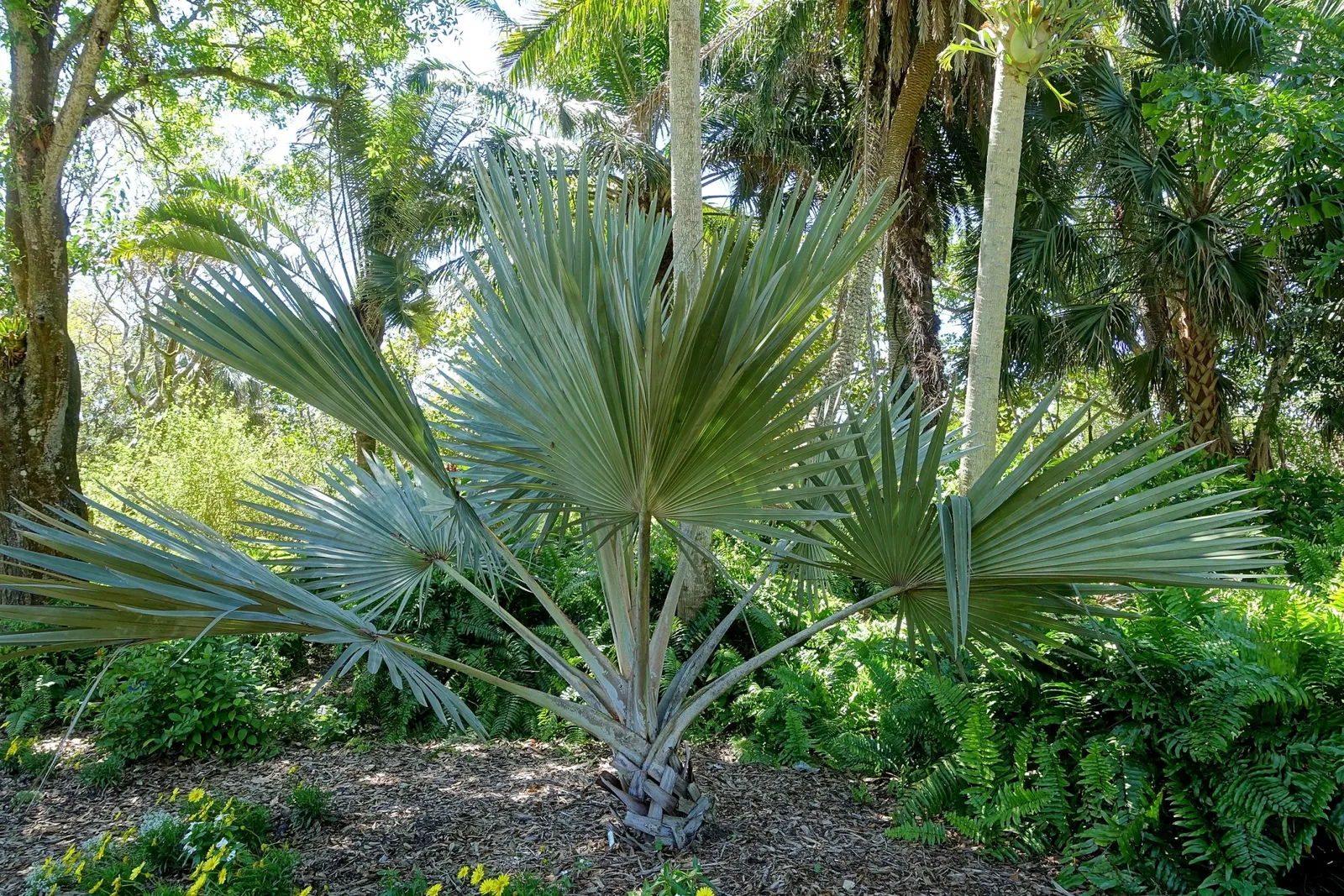 Casa de Christy Payne y Jardín Botánico Marie Selby