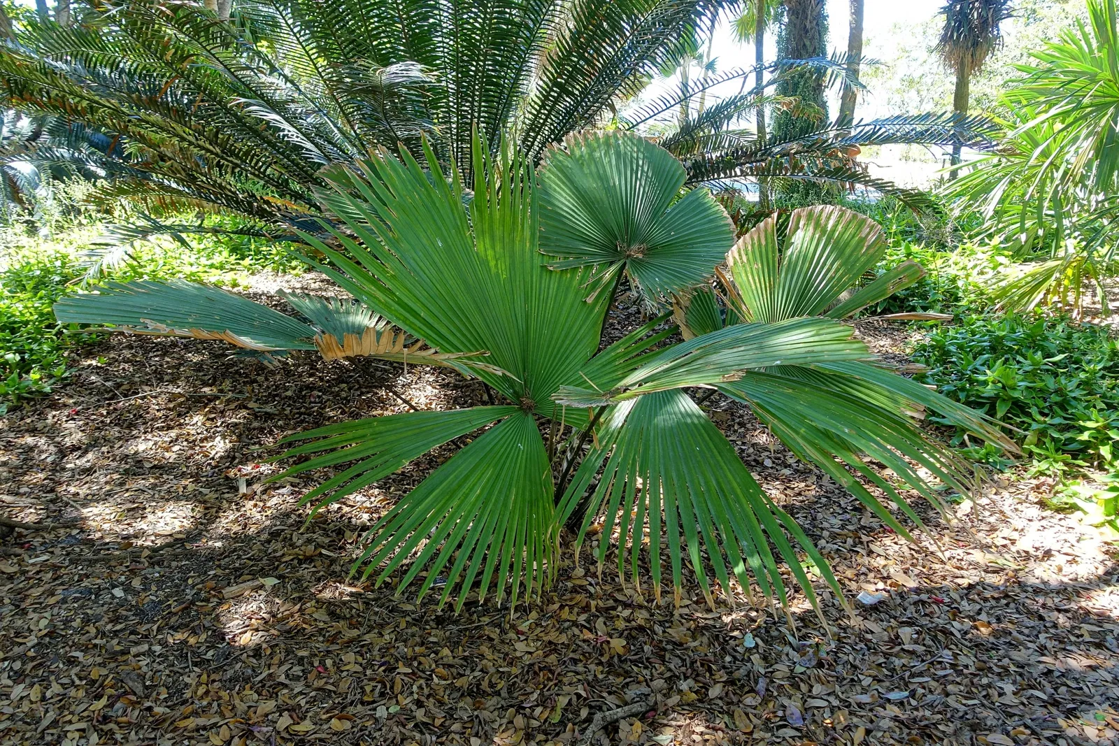 Marie Selby Botanical Gardens