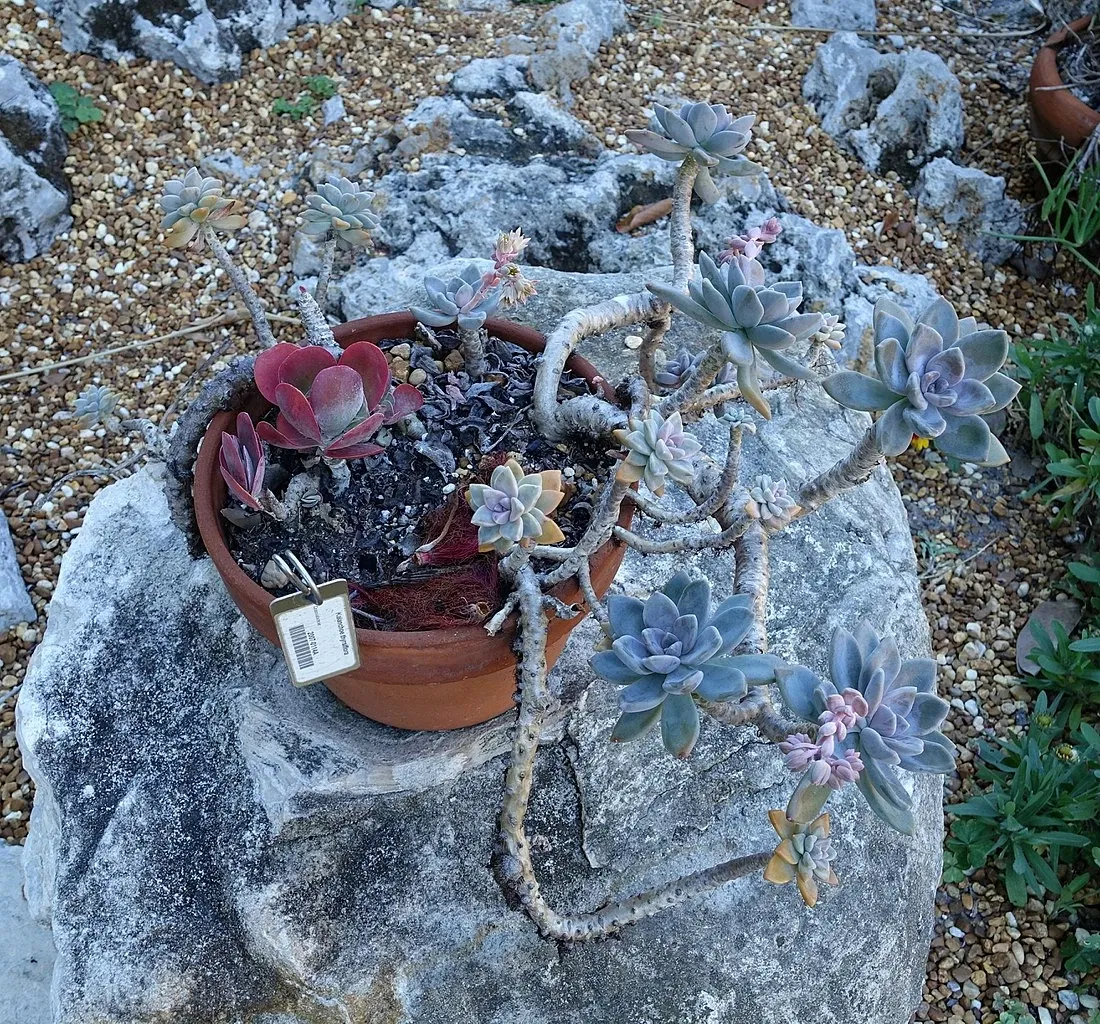 Casa de Christy Payne y Jardín Botánico Marie Selby