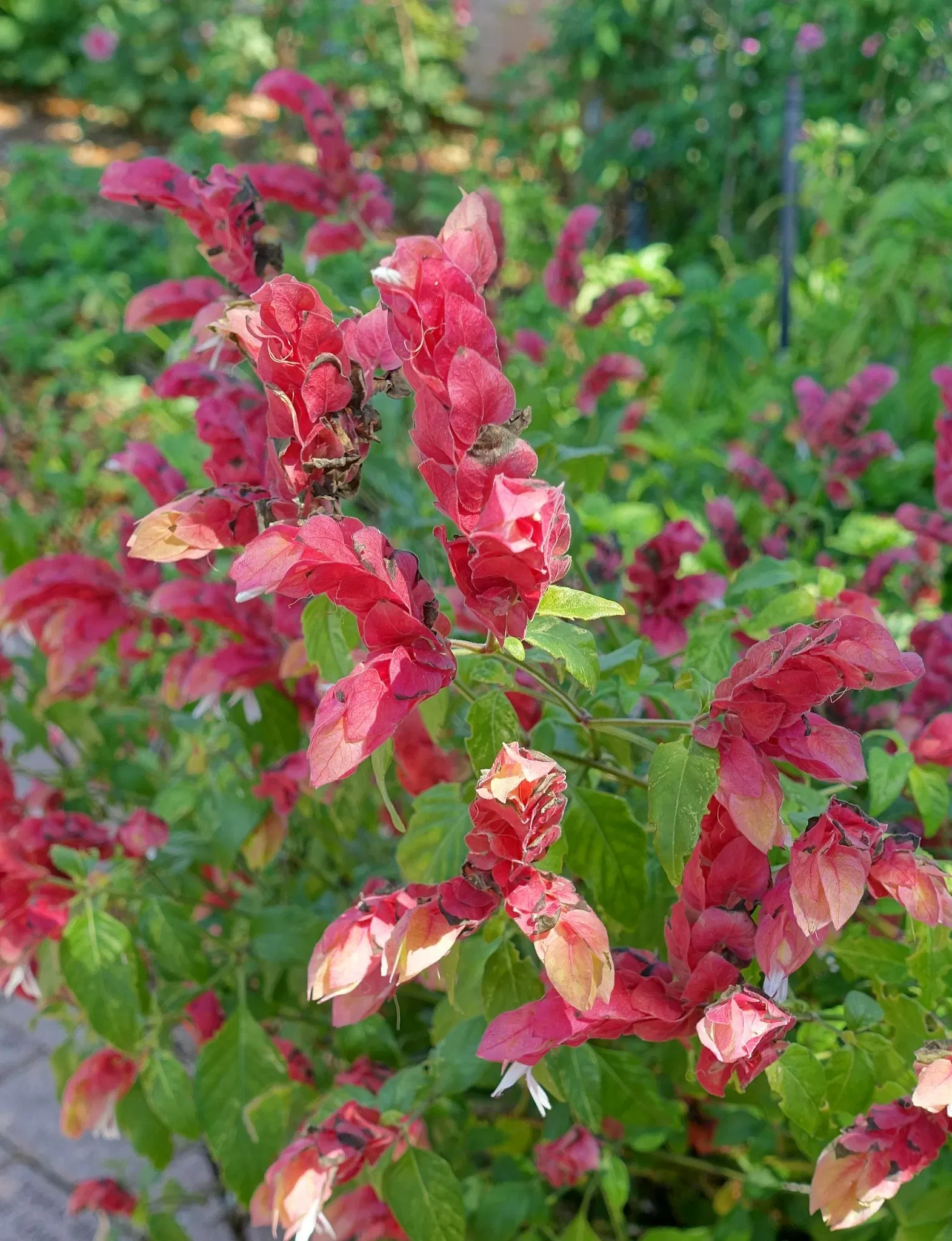 Casa de Christy Payne y Jardín Botánico Marie Selby