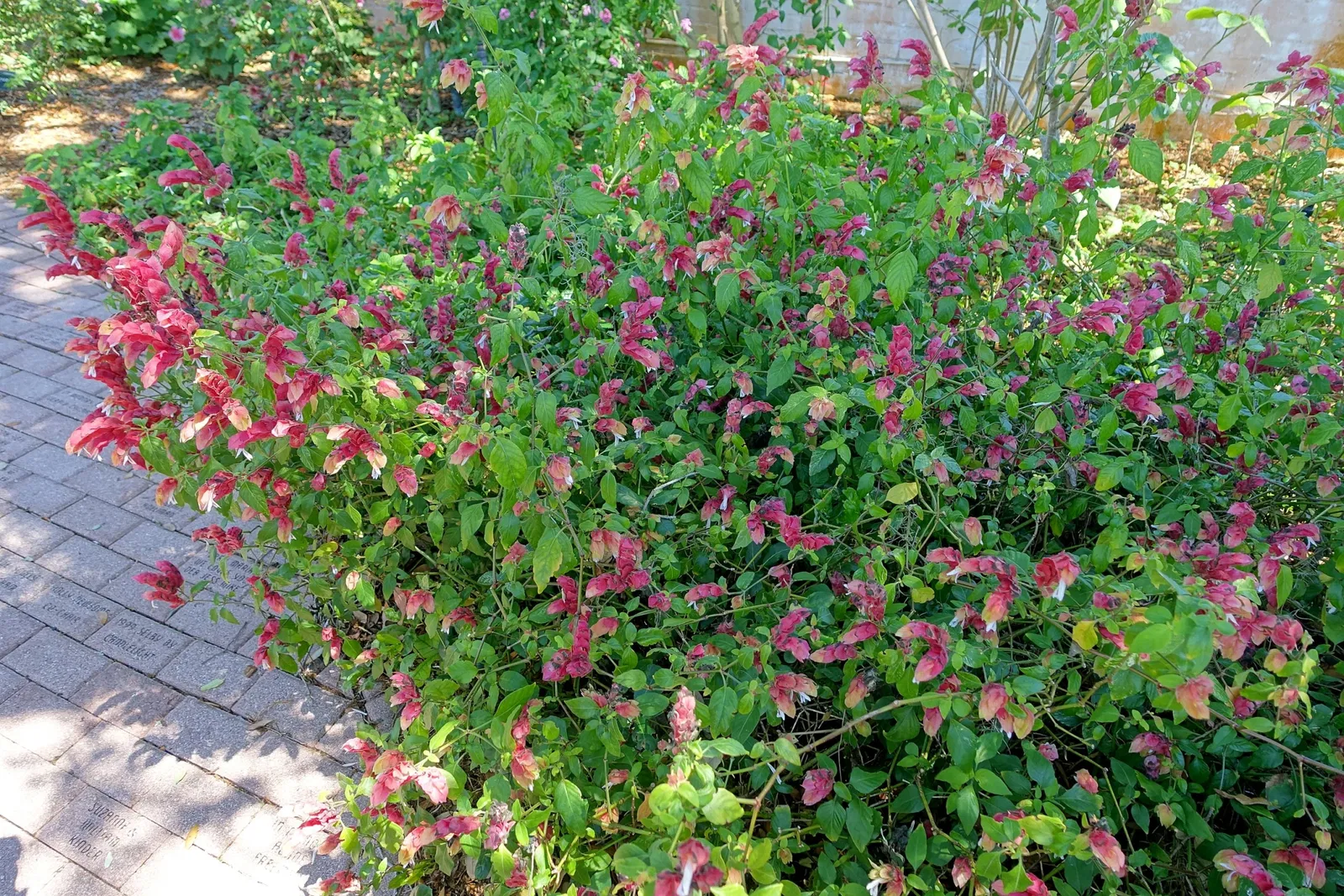 Casa de Christy Payne y Jardín Botánico Marie Selby