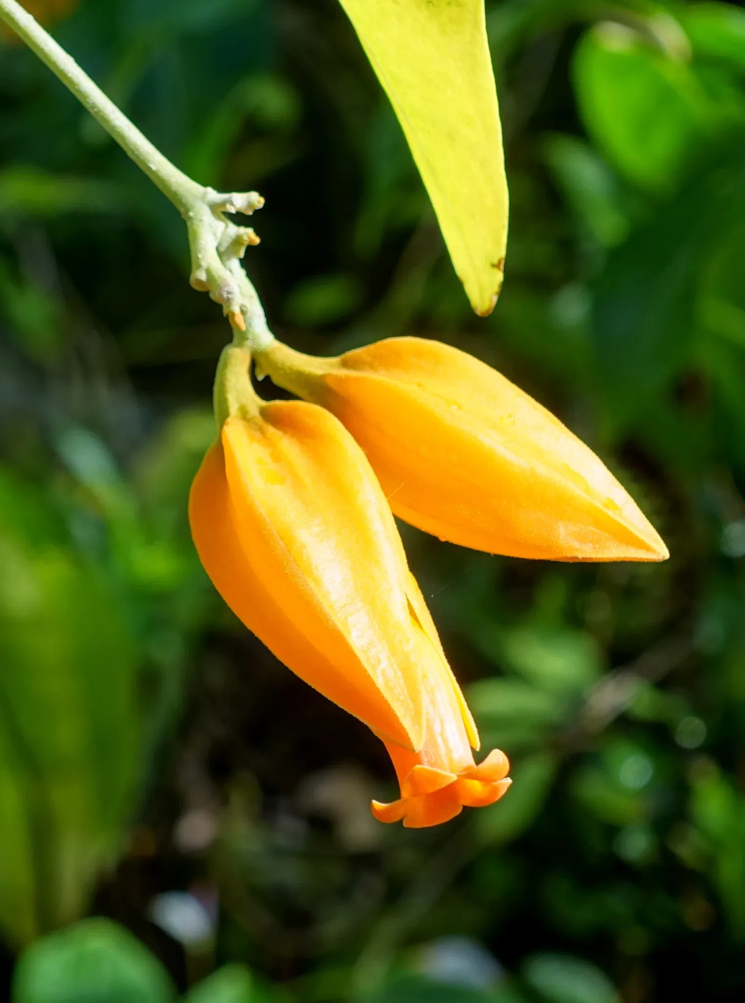 Casa de Christy Payne y Jardín Botánico Marie Selby