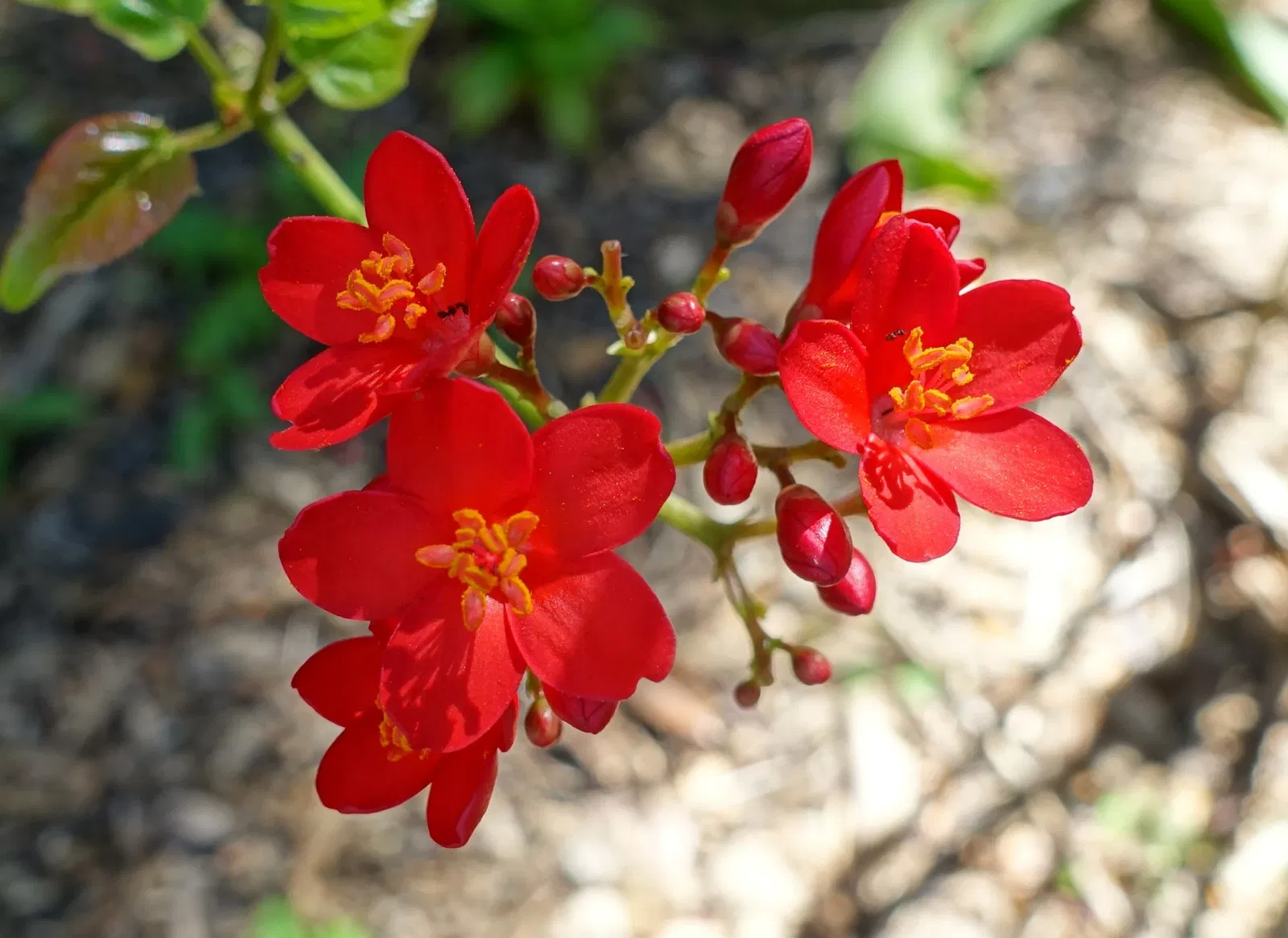Marie Selby Botanical Gardens