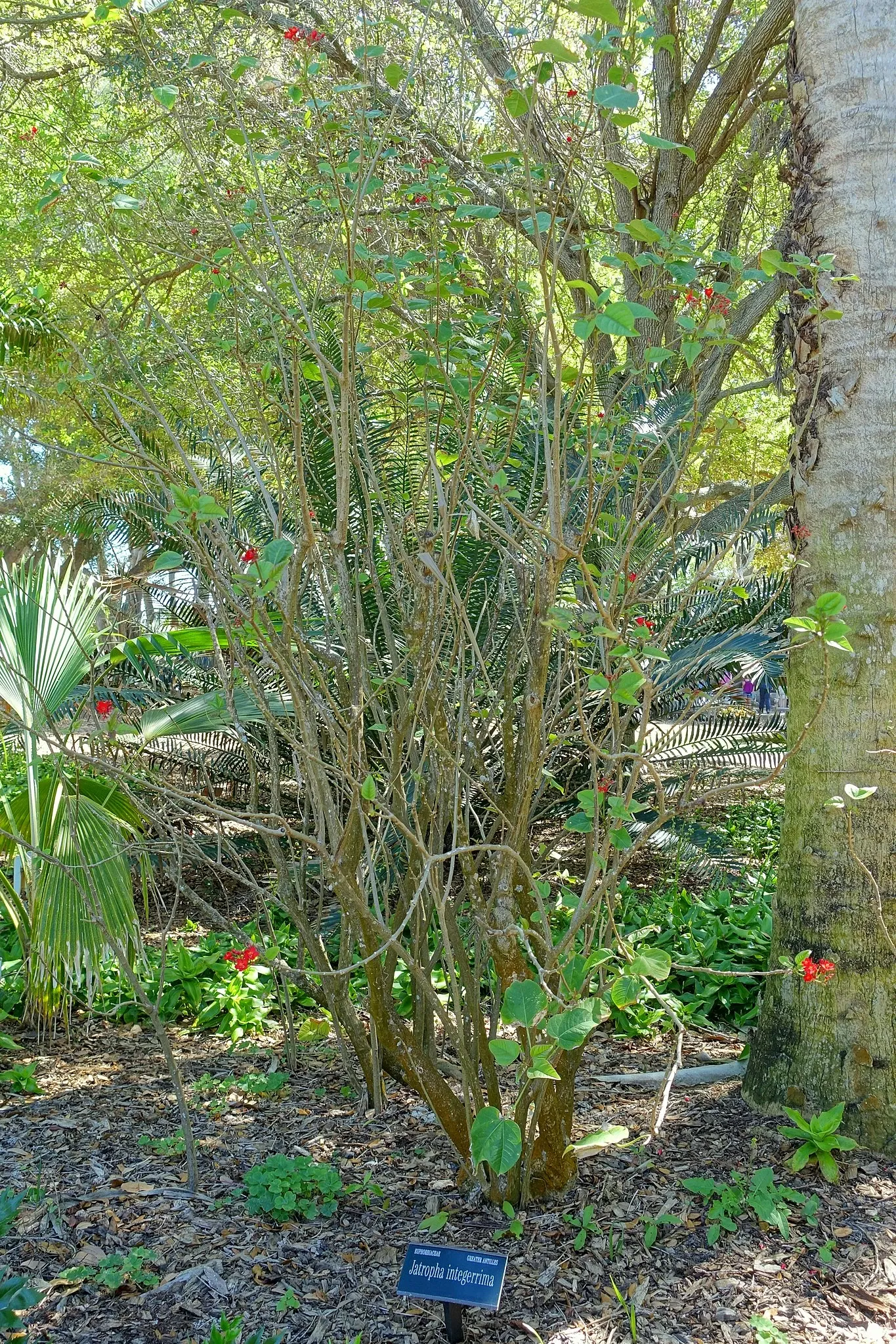 Casa de Christy Payne y Jardín Botánico Marie Selby