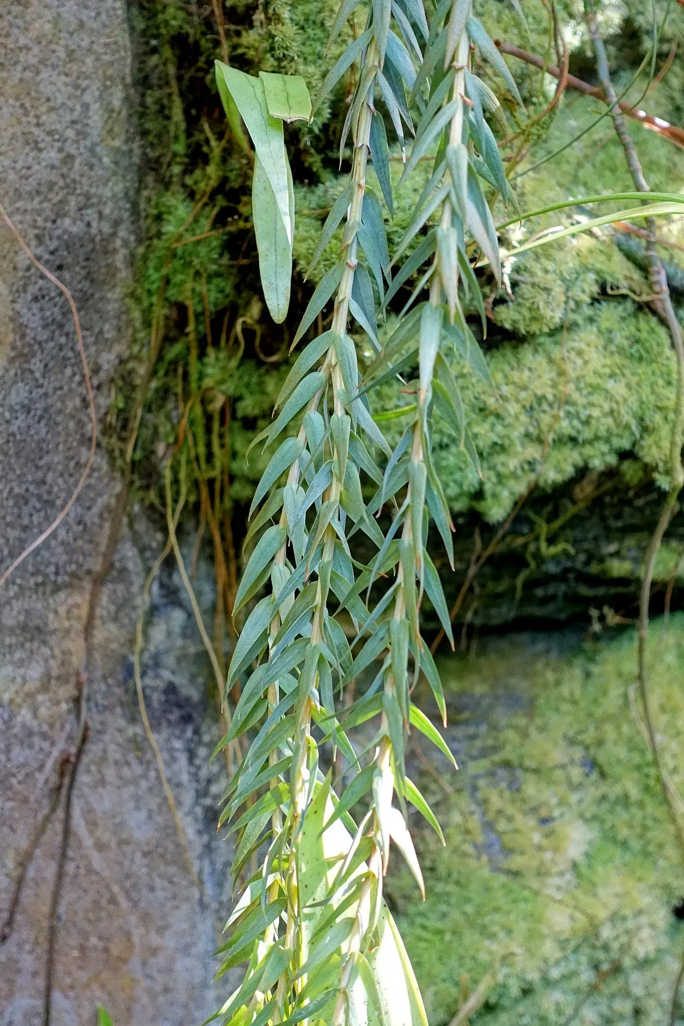 Casa de Christy Payne y Jardín Botánico Marie Selby