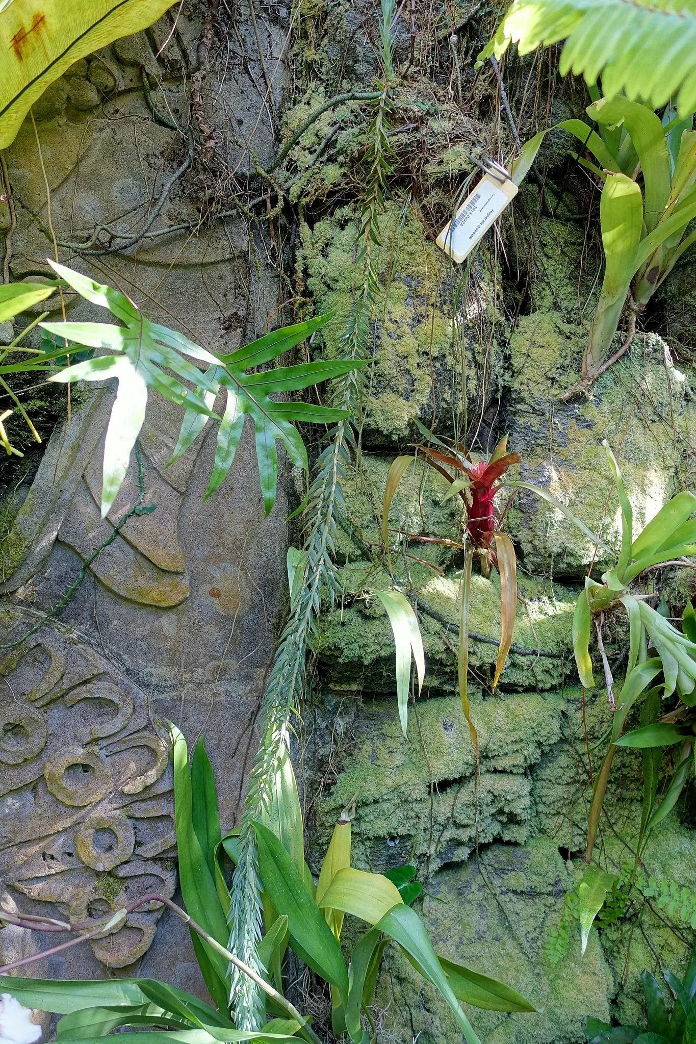 Marie Selby Botanical Gardens