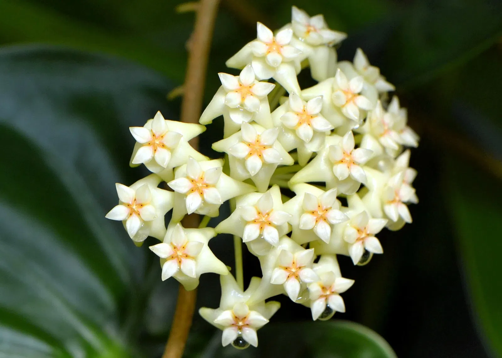Marie Selby Botanical Gardens