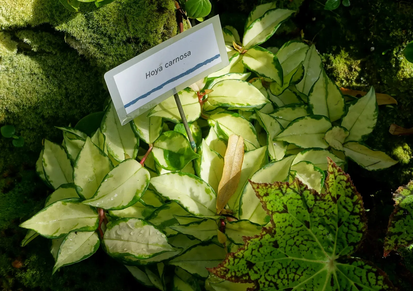 Marie Selby Botanical Gardens