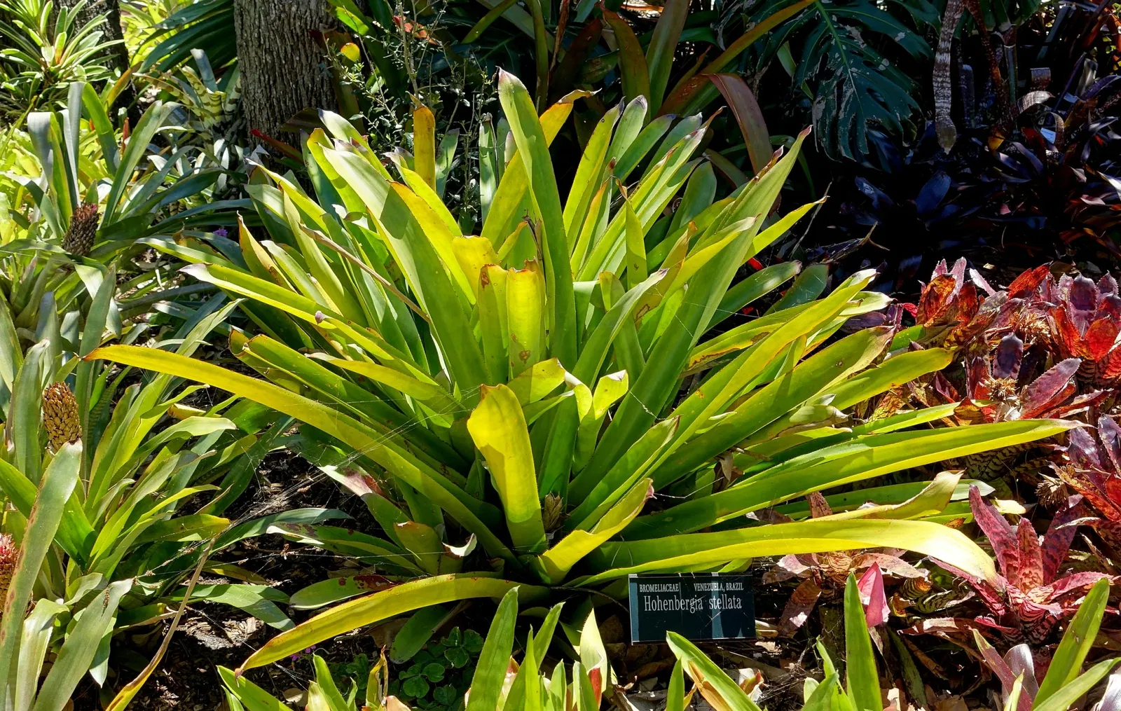 Marie Selby Botanical Gardens