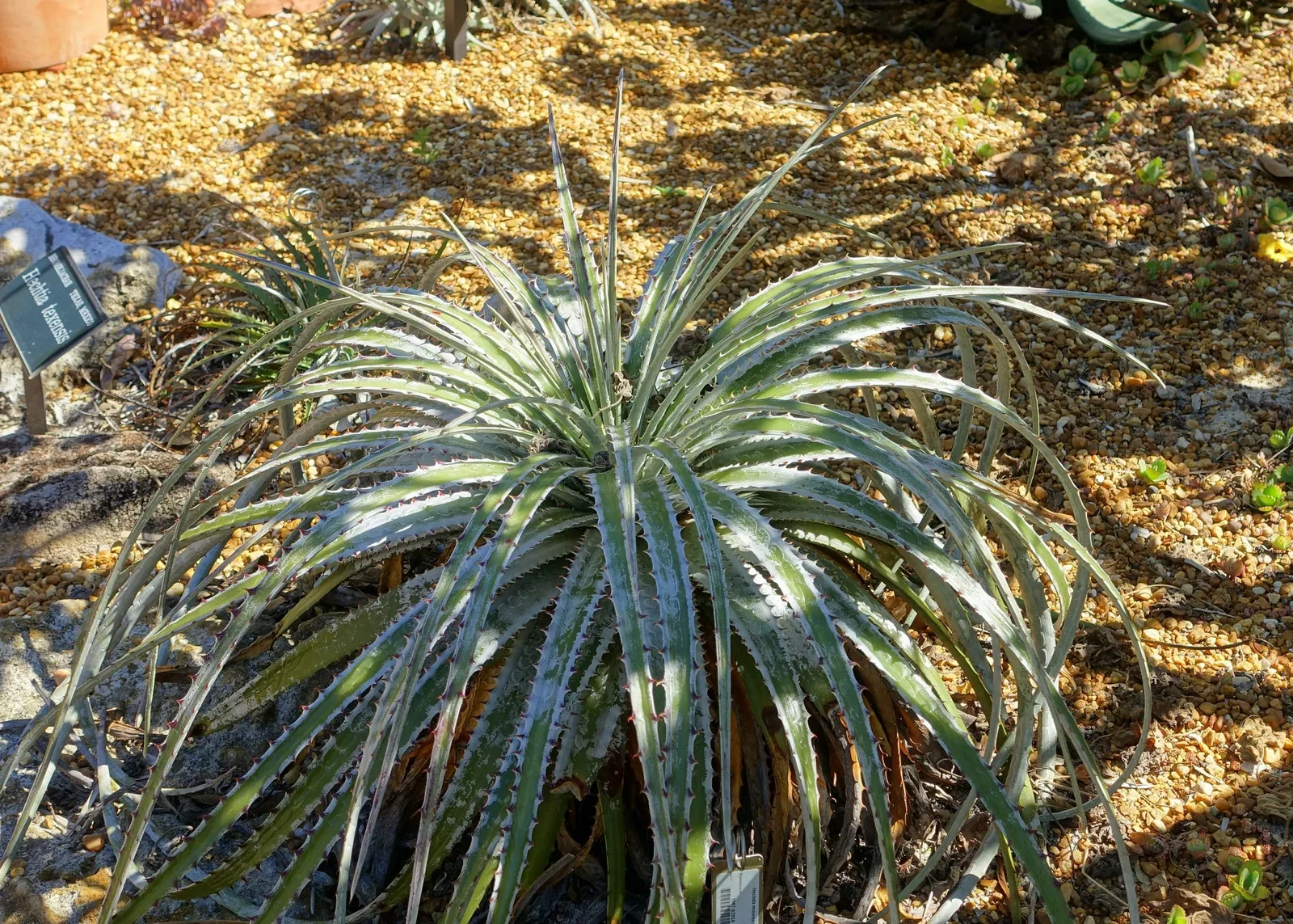 Marie Selby Botanical Gardens
