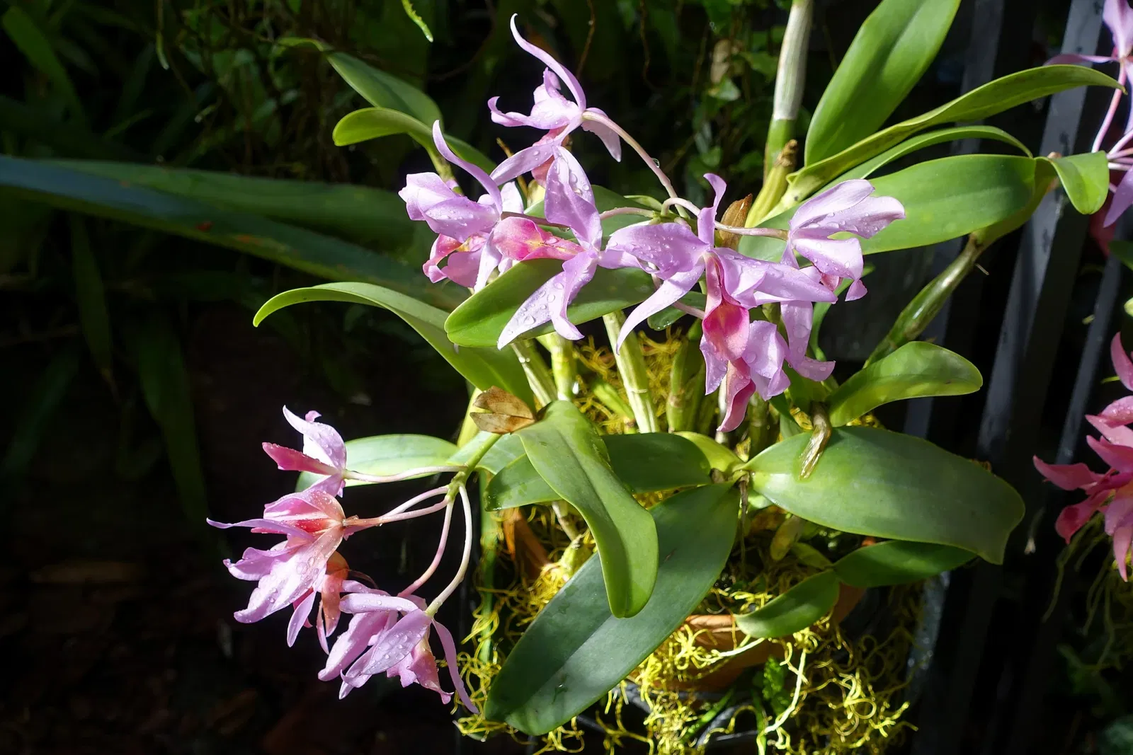 Casa de Christy Payne y Jardín Botánico Marie Selby