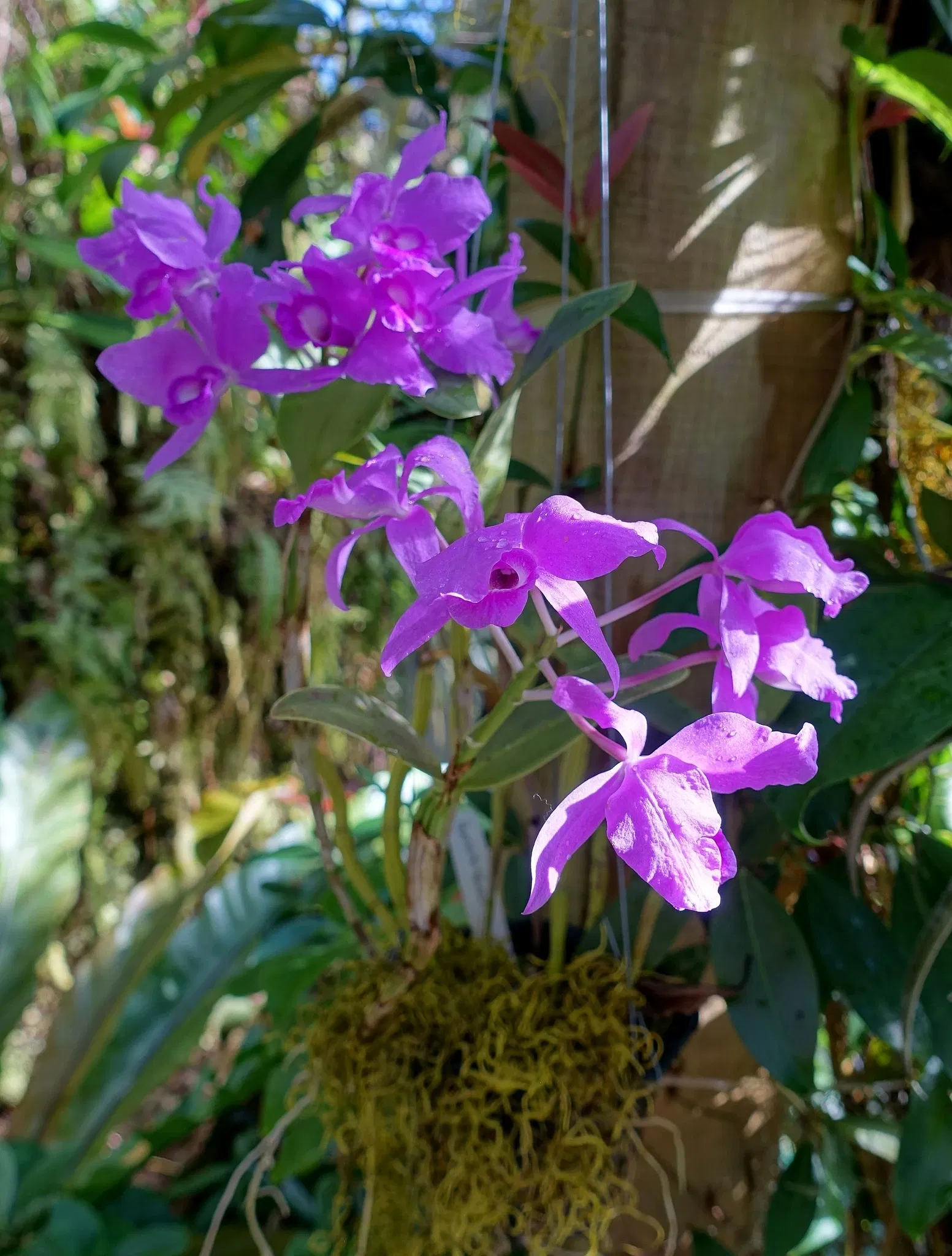 Marie Selby Botanical Gardens