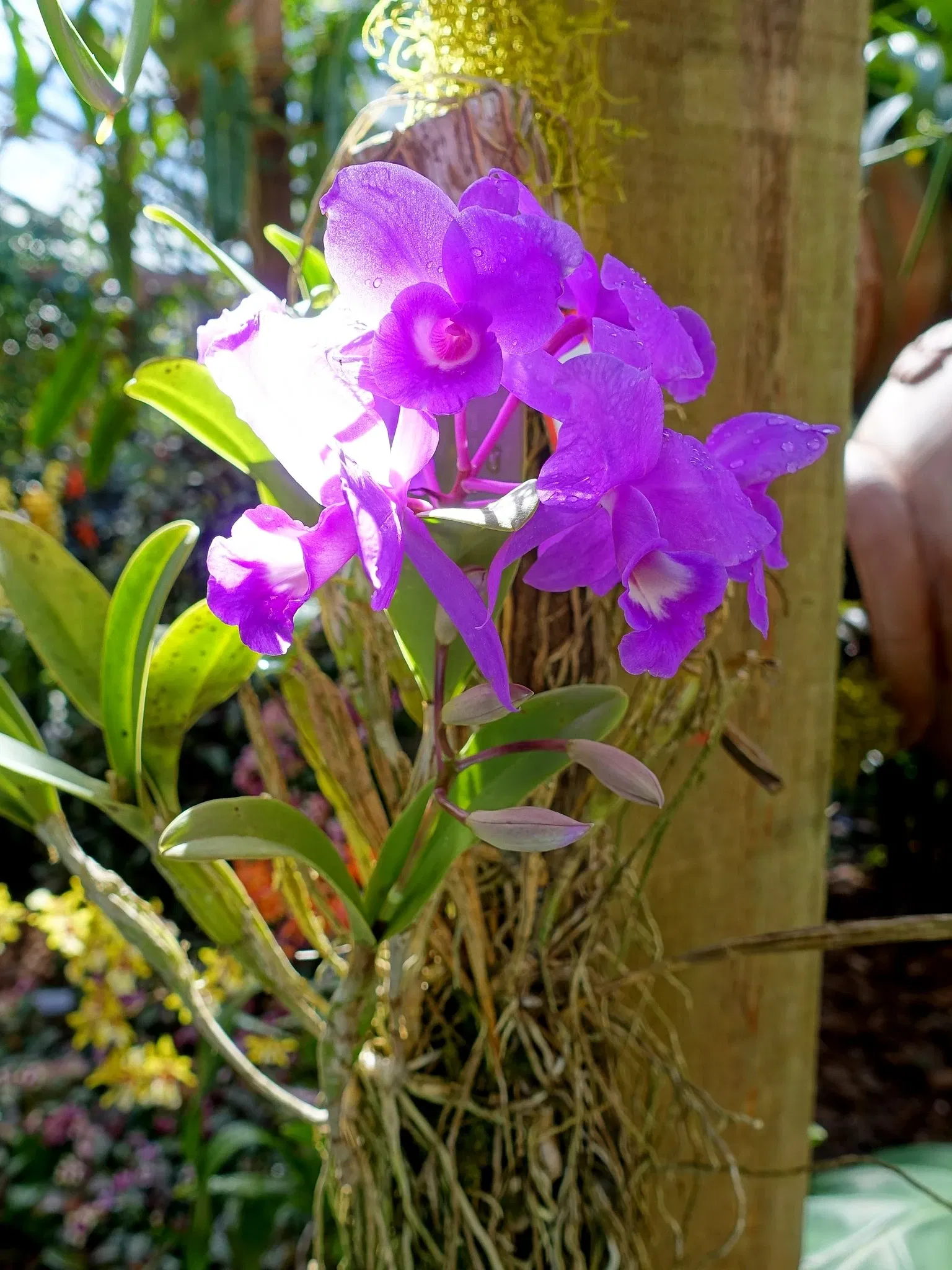 Casa de Christy Payne y Jardín Botánico Marie Selby