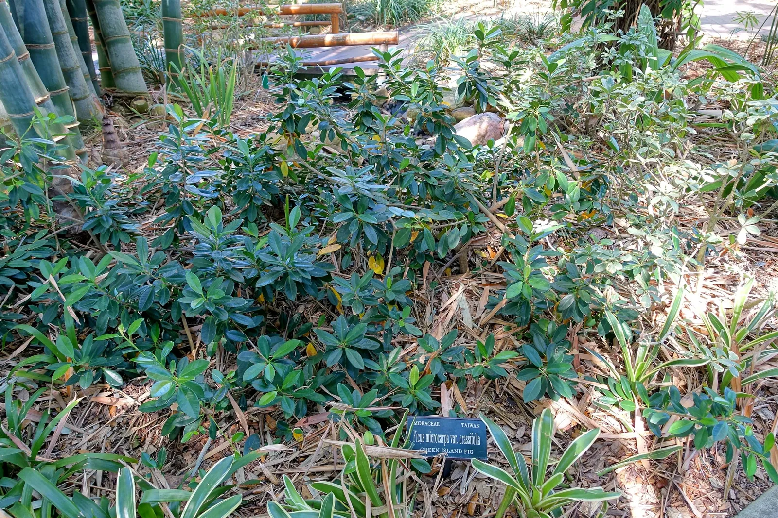 Marie Selby Botanical Gardens