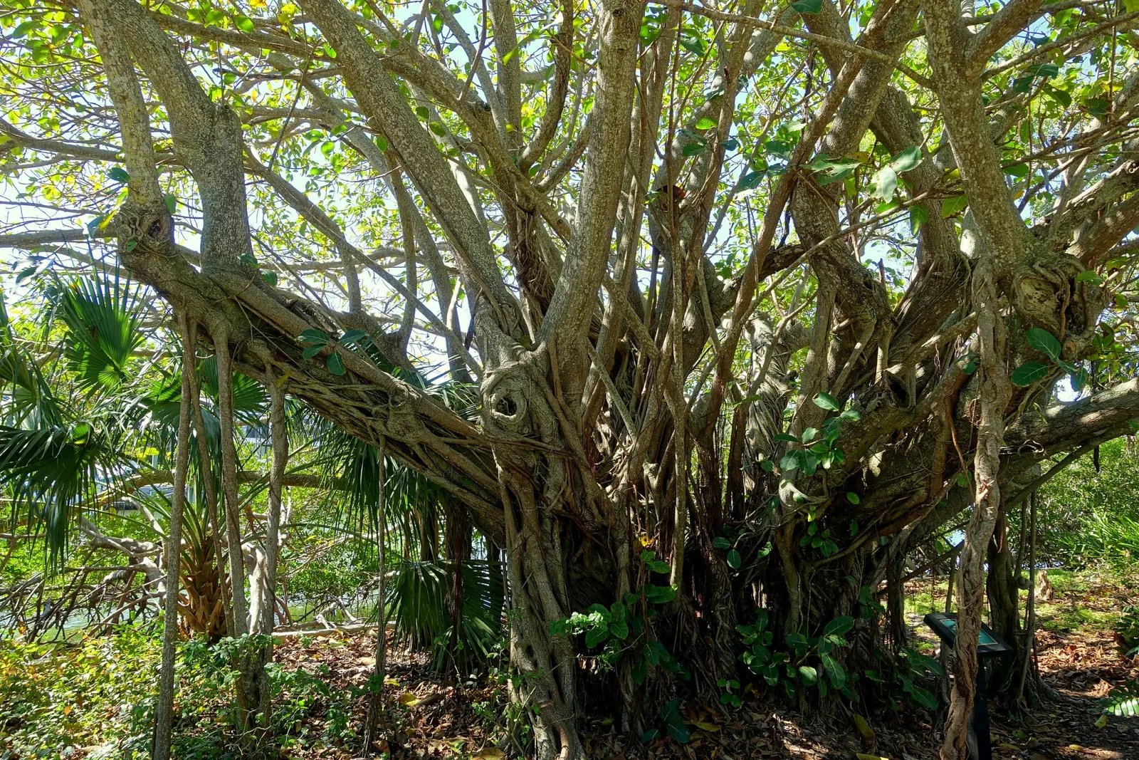 Casa de Christy Payne y Jardín Botánico Marie Selby