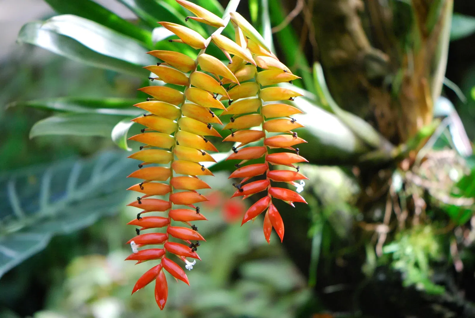 Casa de Christy Payne y Jardín Botánico Marie Selby