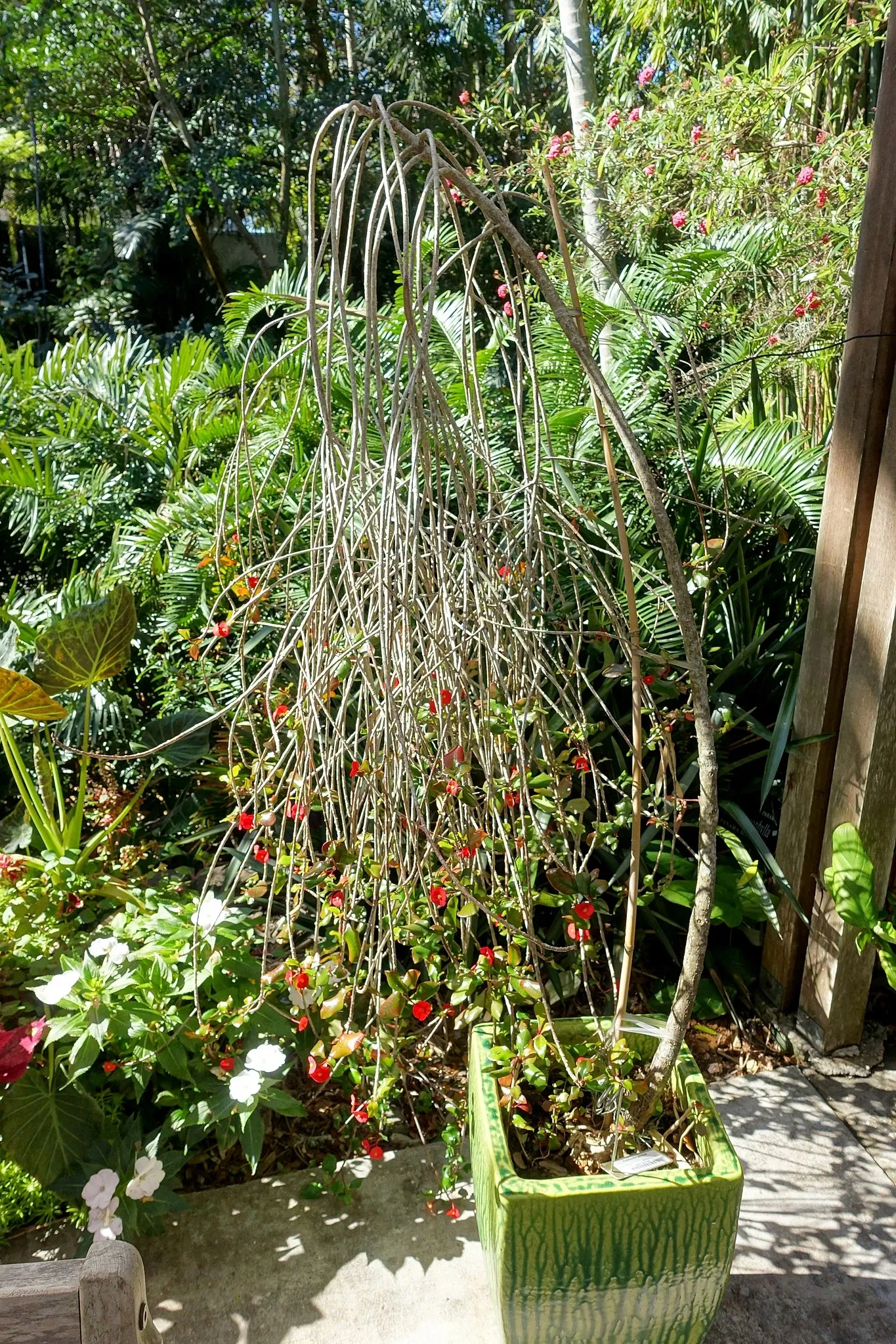 Marie Selby Botanical Gardens