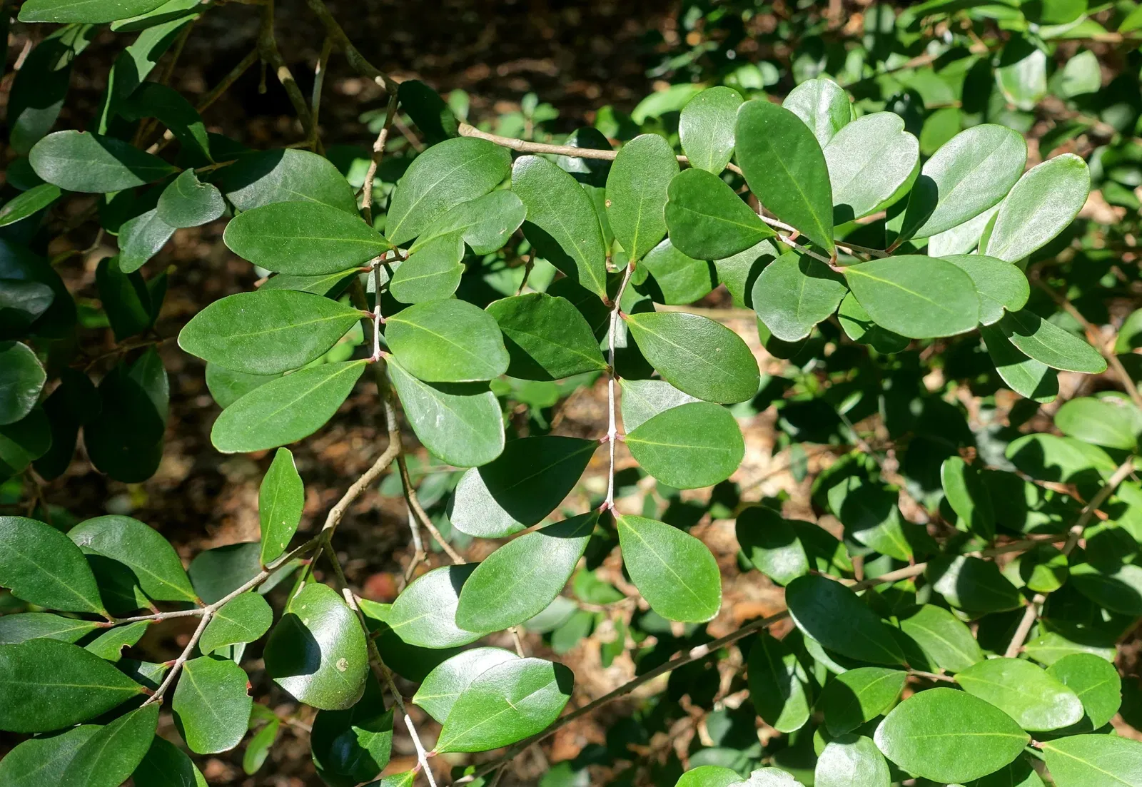 Casa de Christy Payne y Jardín Botánico Marie Selby
