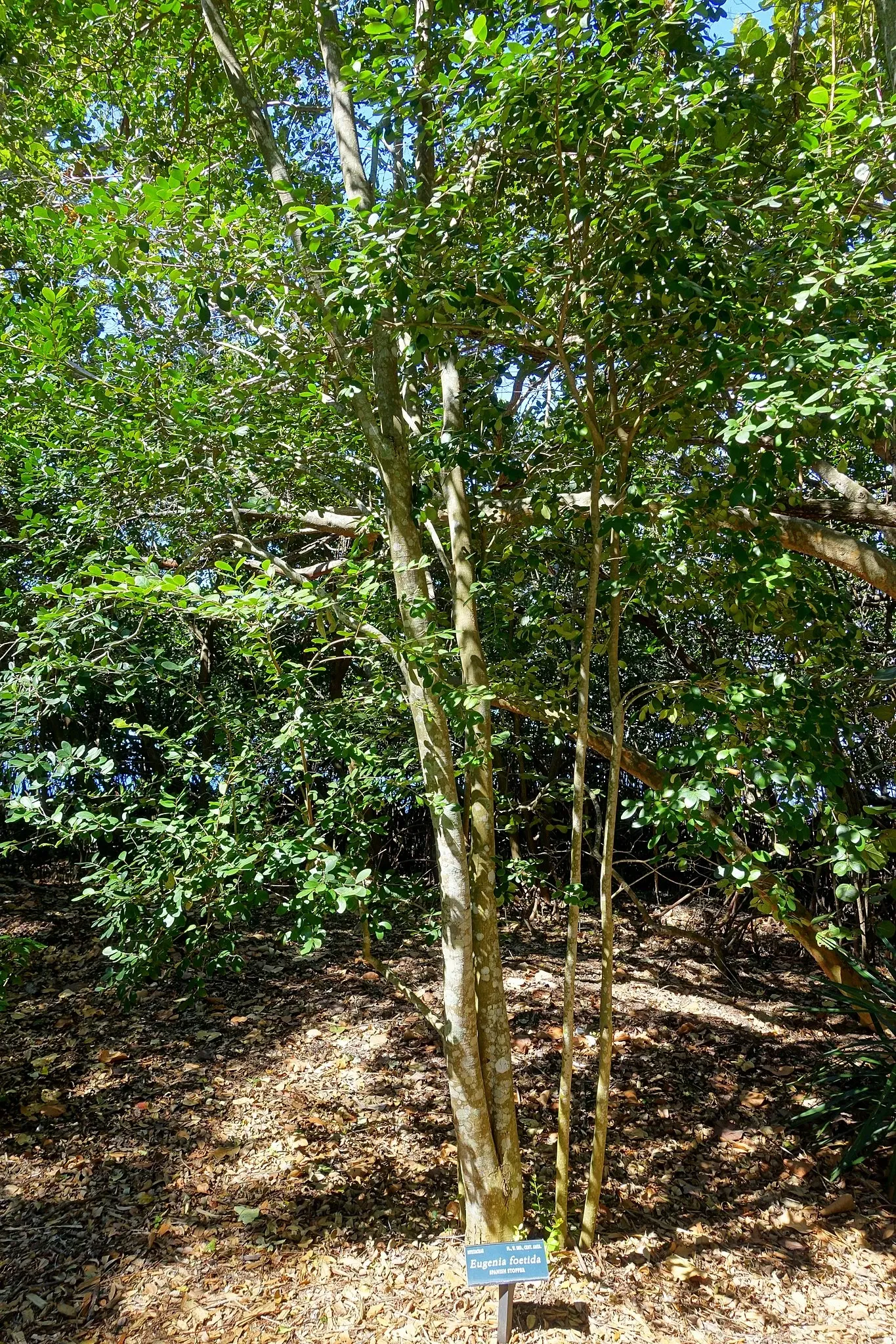 Casa de Christy Payne y Jardín Botánico Marie Selby