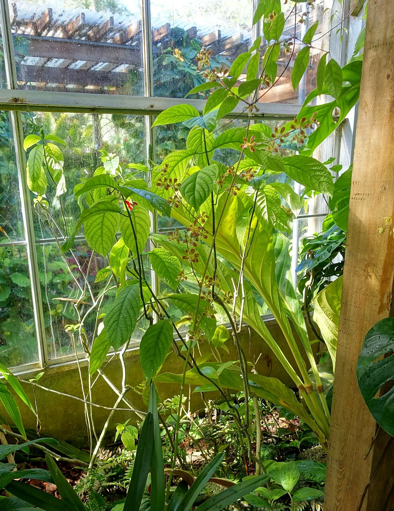 Casa de Christy Payne y Jardín Botánico Marie Selby