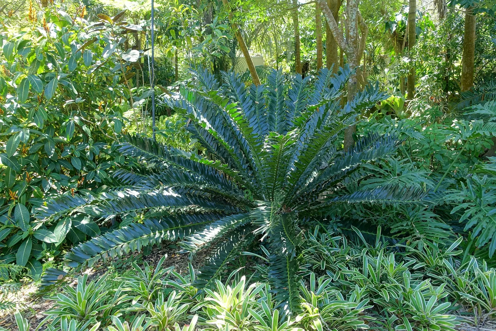 Marie Selby Botanical Gardens
