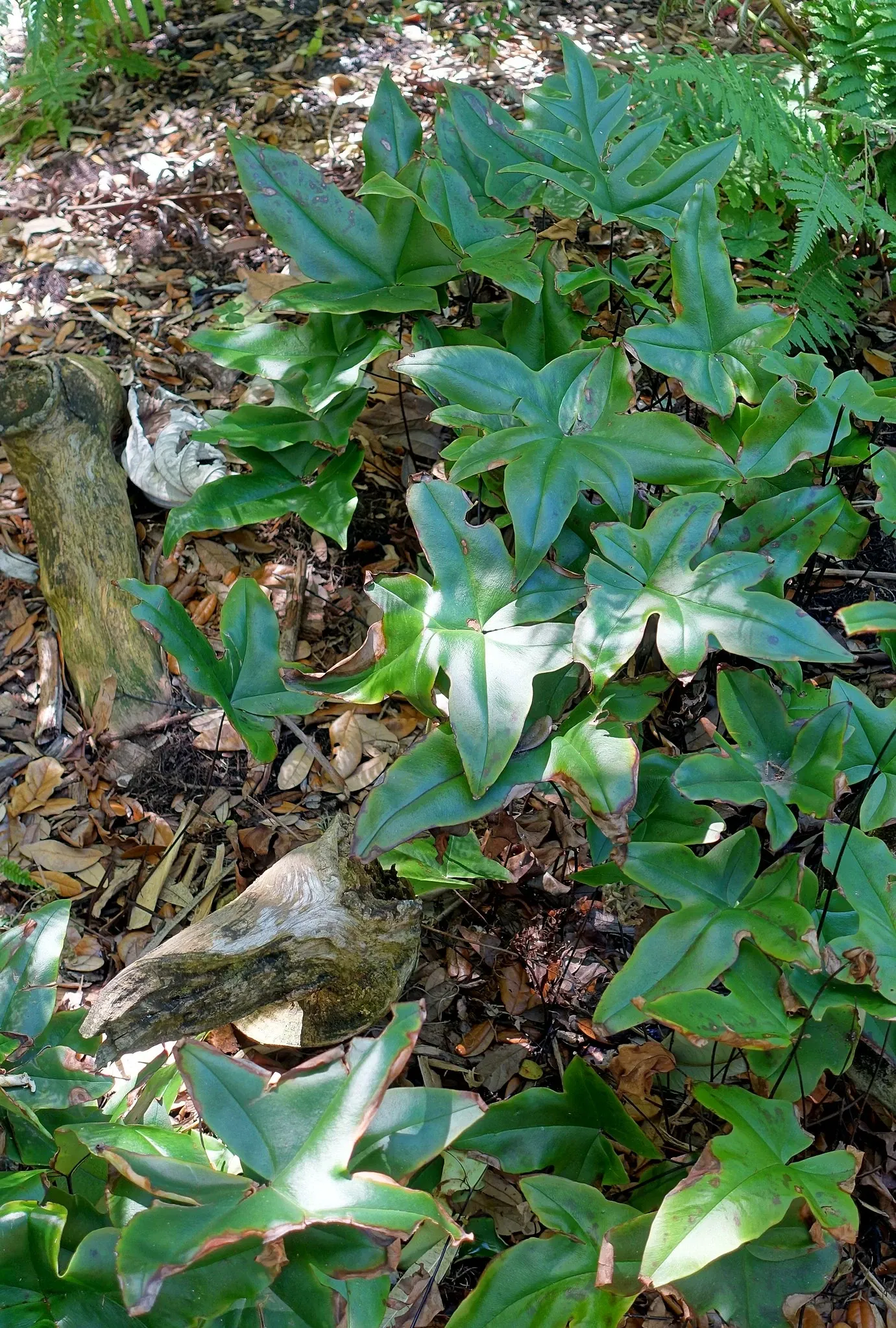 Casa de Christy Payne y Jardín Botánico Marie Selby