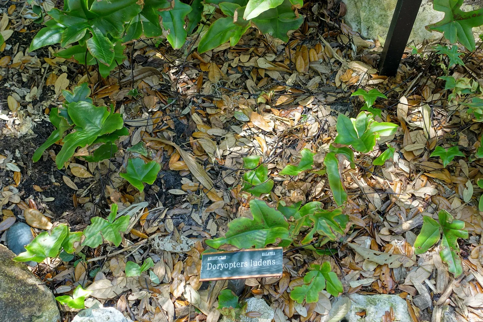 Marie Selby Botanical Gardens