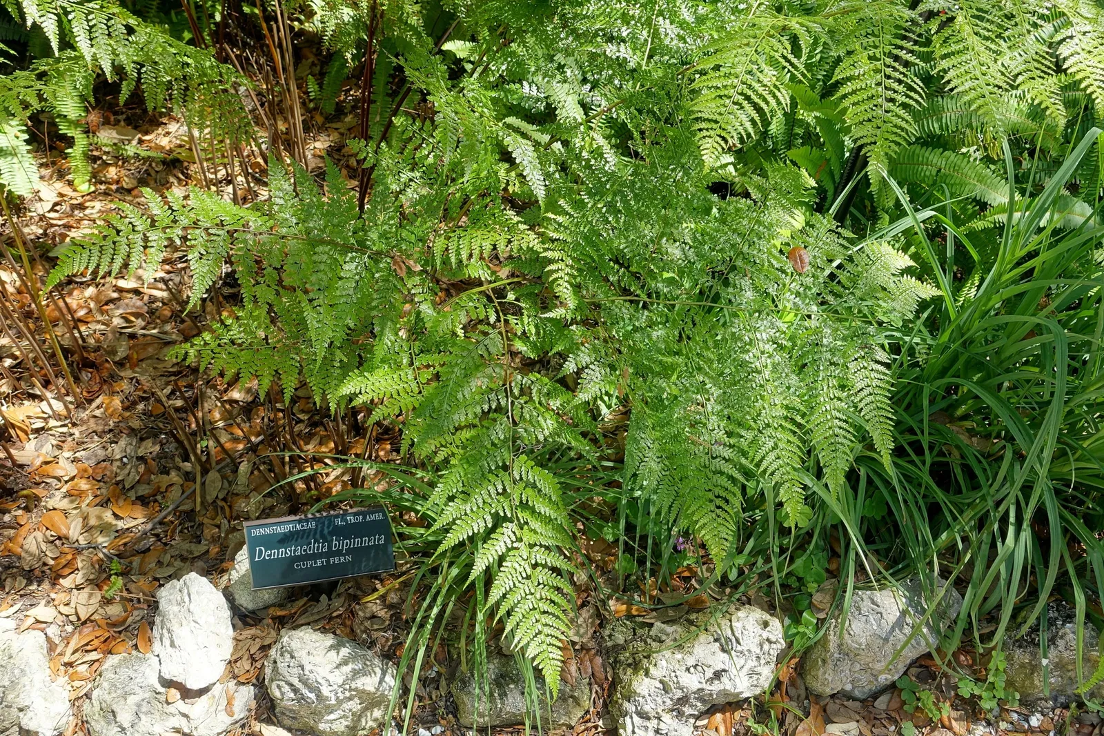 Marie Selby Botanical Gardens