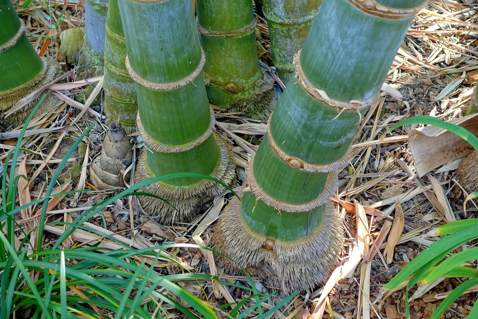 Marie Selby Botanical Gardens