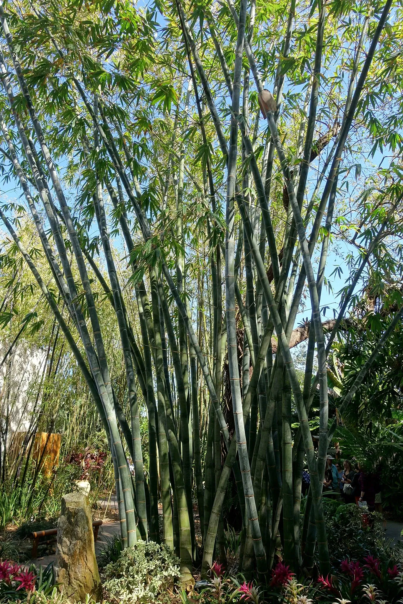 Marie Selby Botanical Gardens