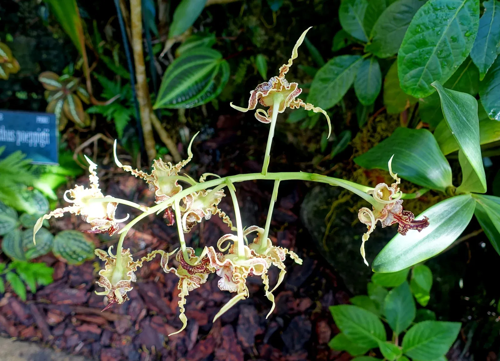 Marie Selby Botanical Gardens