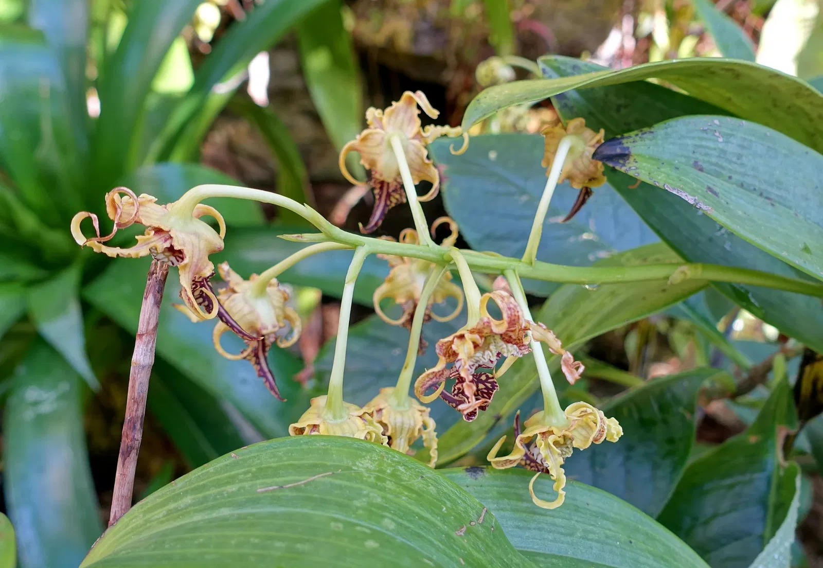 Marie Selby Botanical Gardens