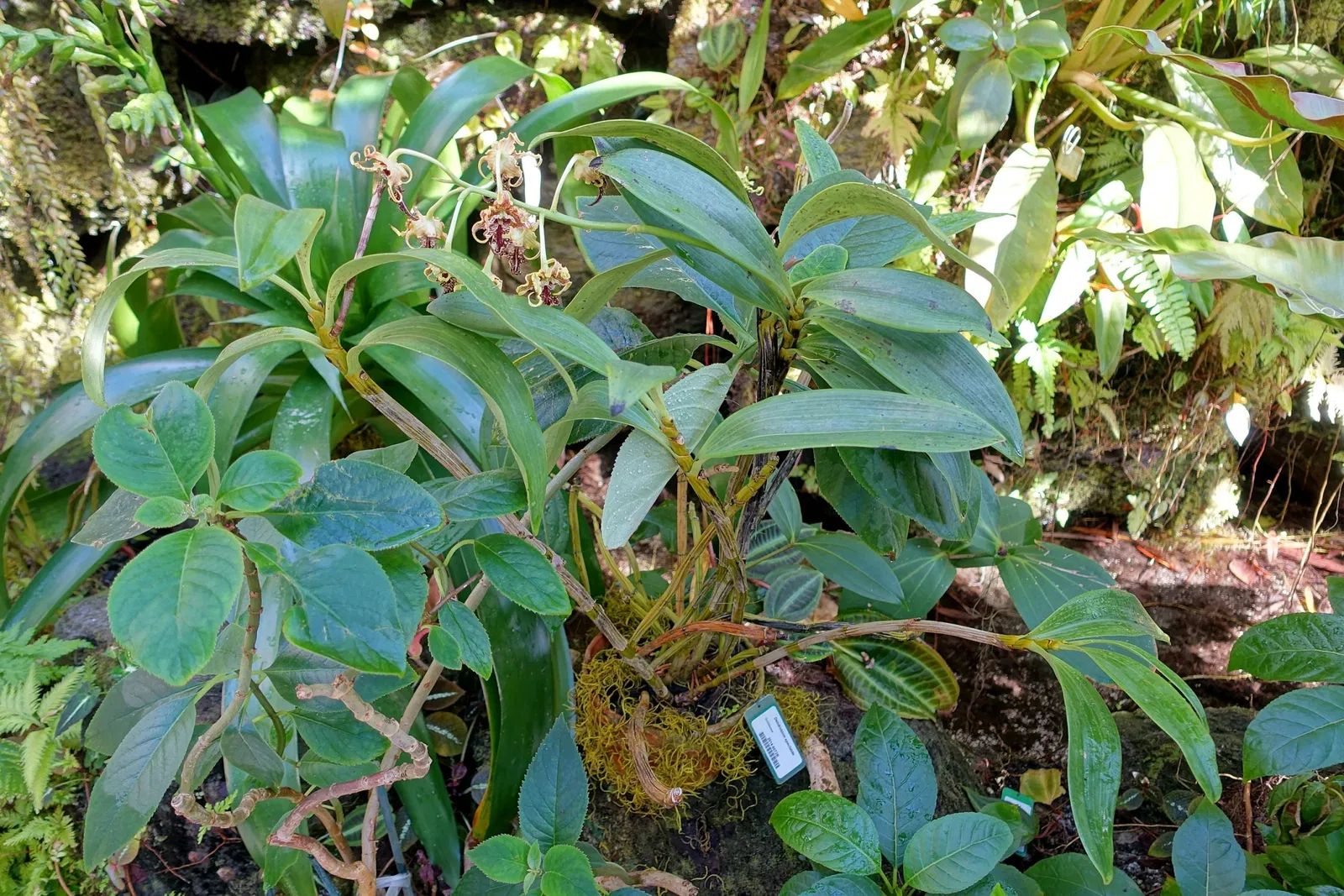 Marie Selby Botanical Gardens