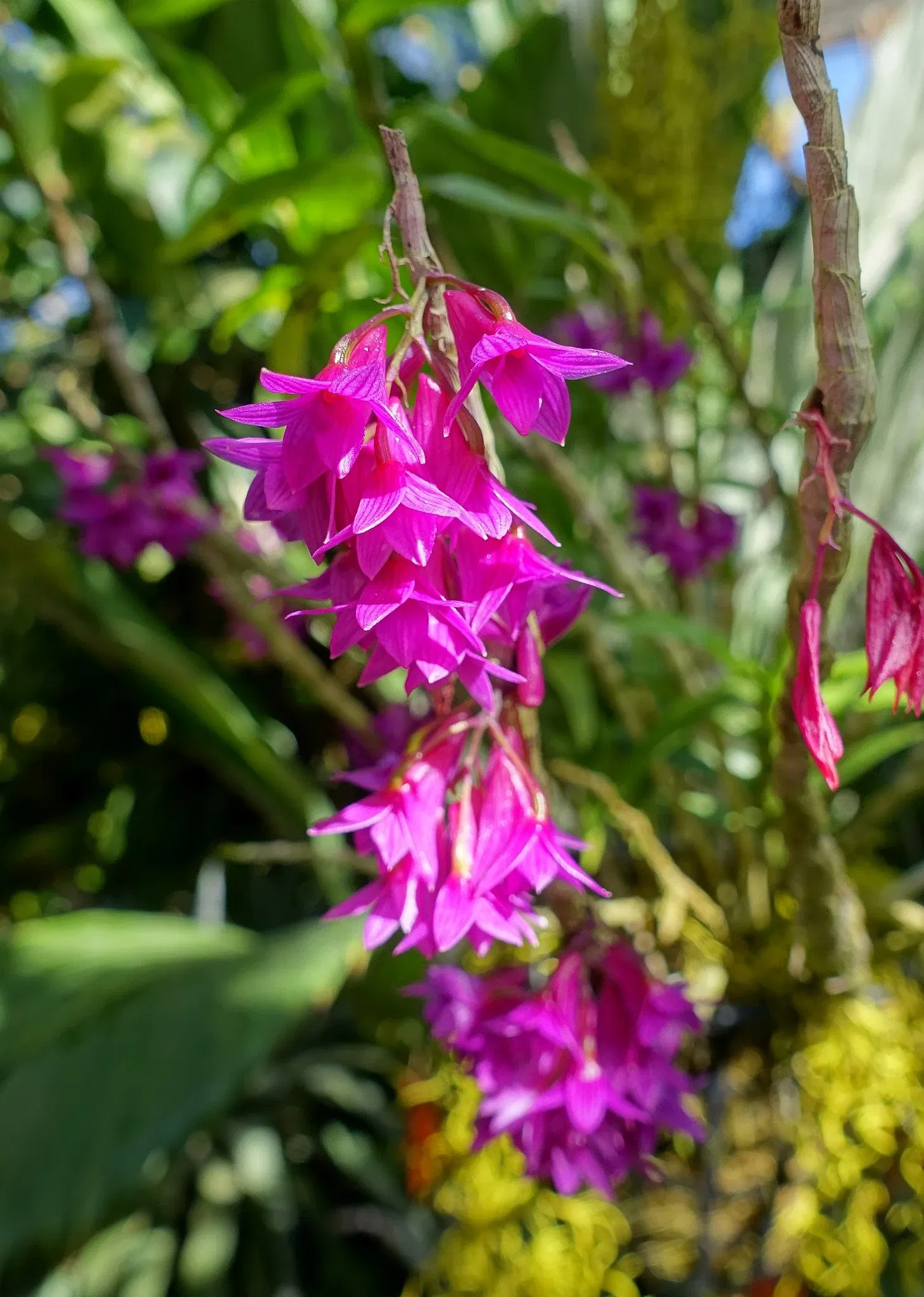 Marie Selby Botanical Gardens