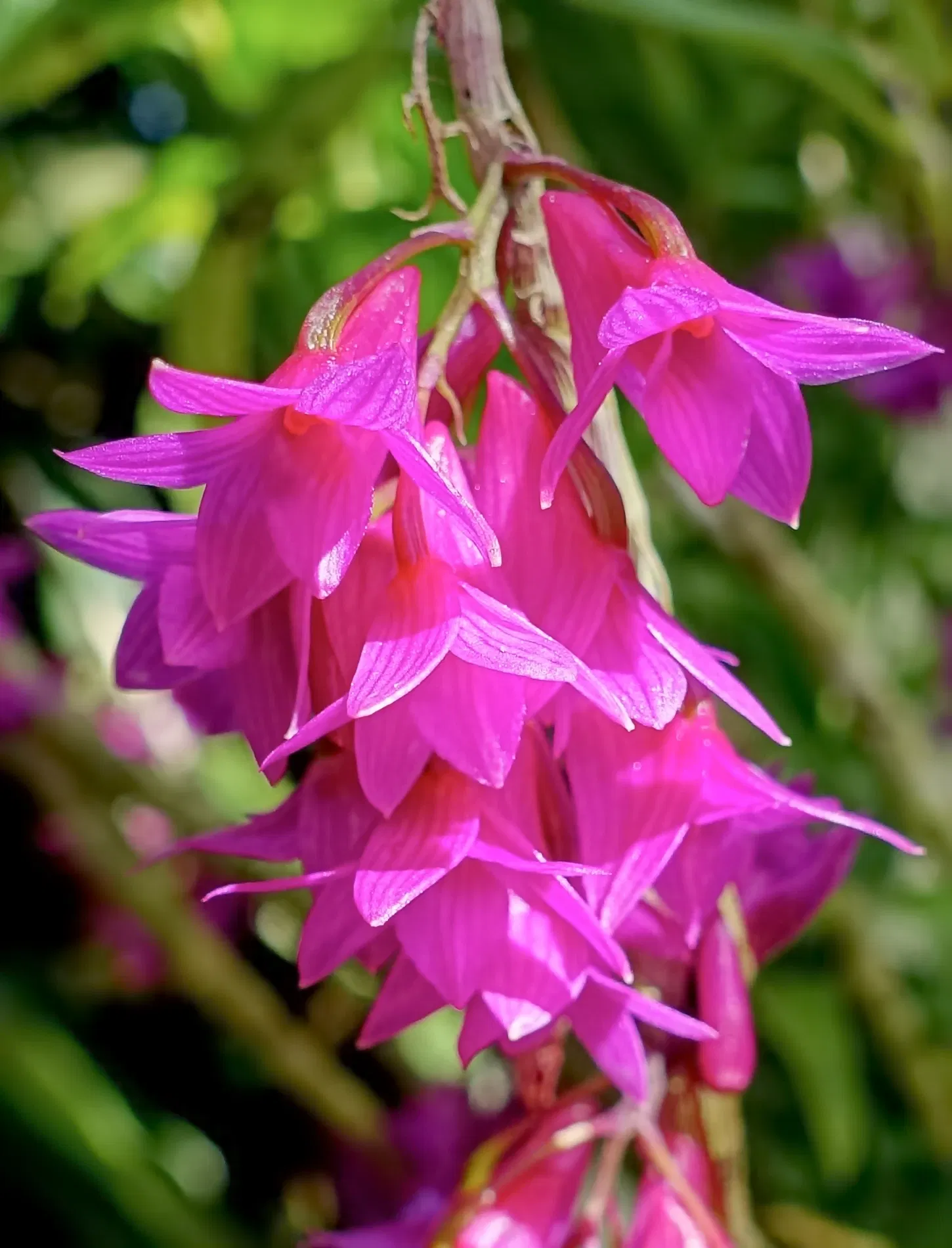 Casa de Christy Payne y Jardín Botánico Marie Selby