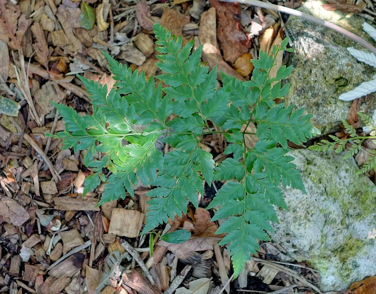 Casa de Christy Payne y Jardín Botánico Marie Selby