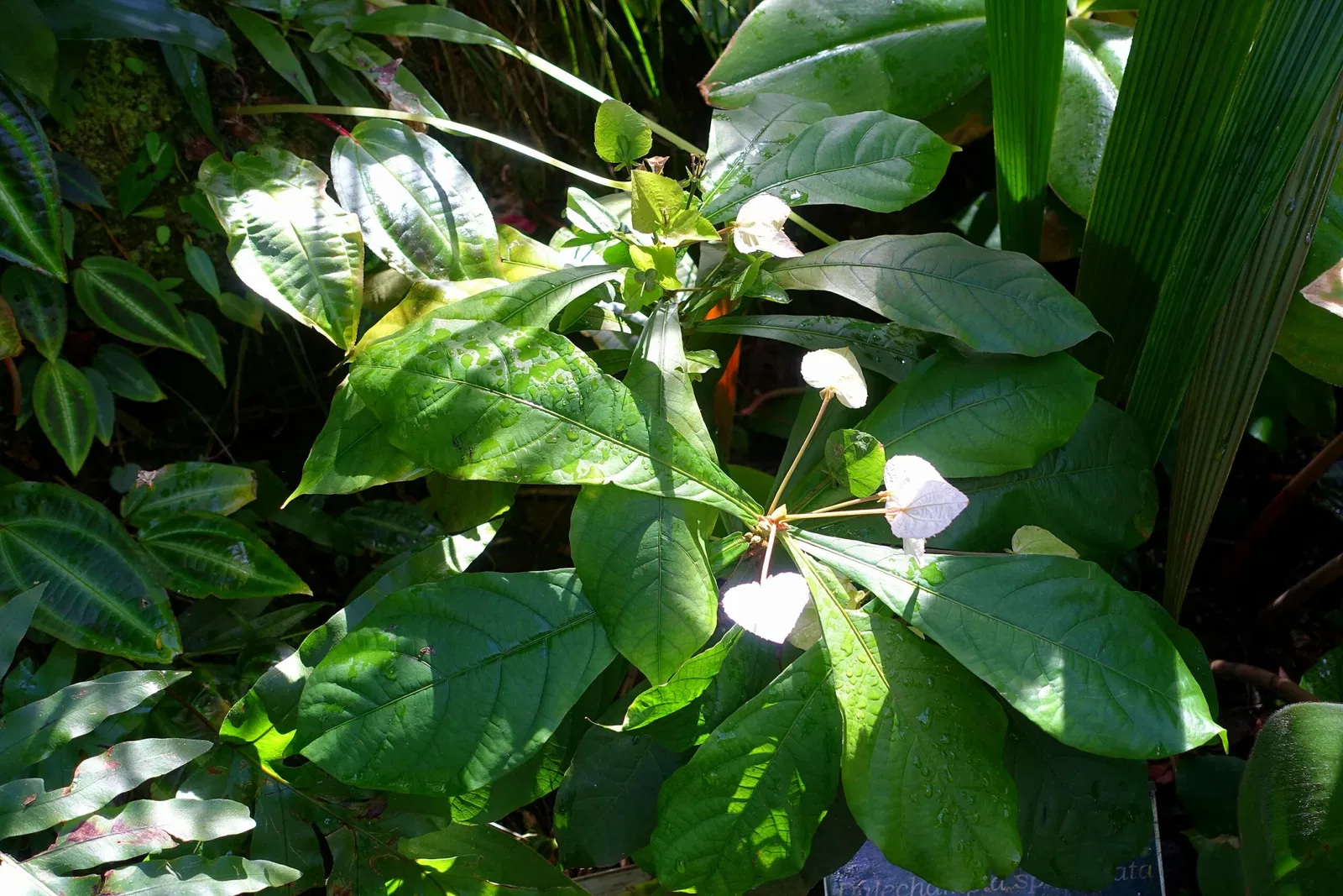 Casa de Christy Payne y Jardín Botánico Marie Selby