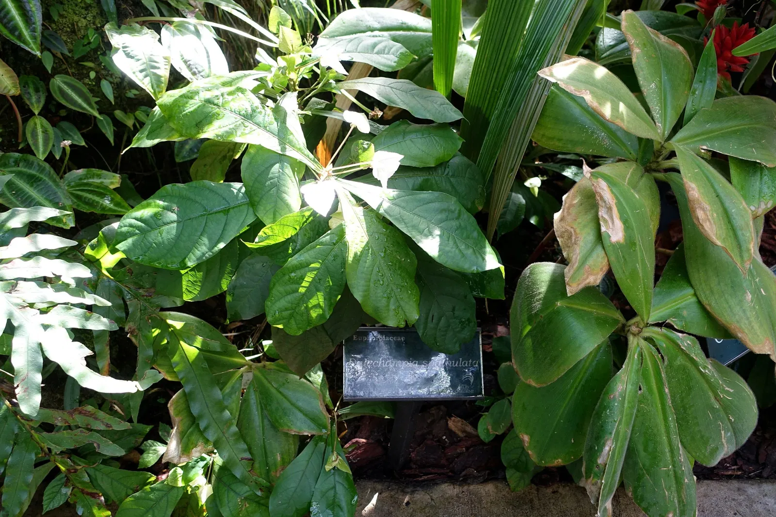 Casa de Christy Payne y Jardín Botánico Marie Selby