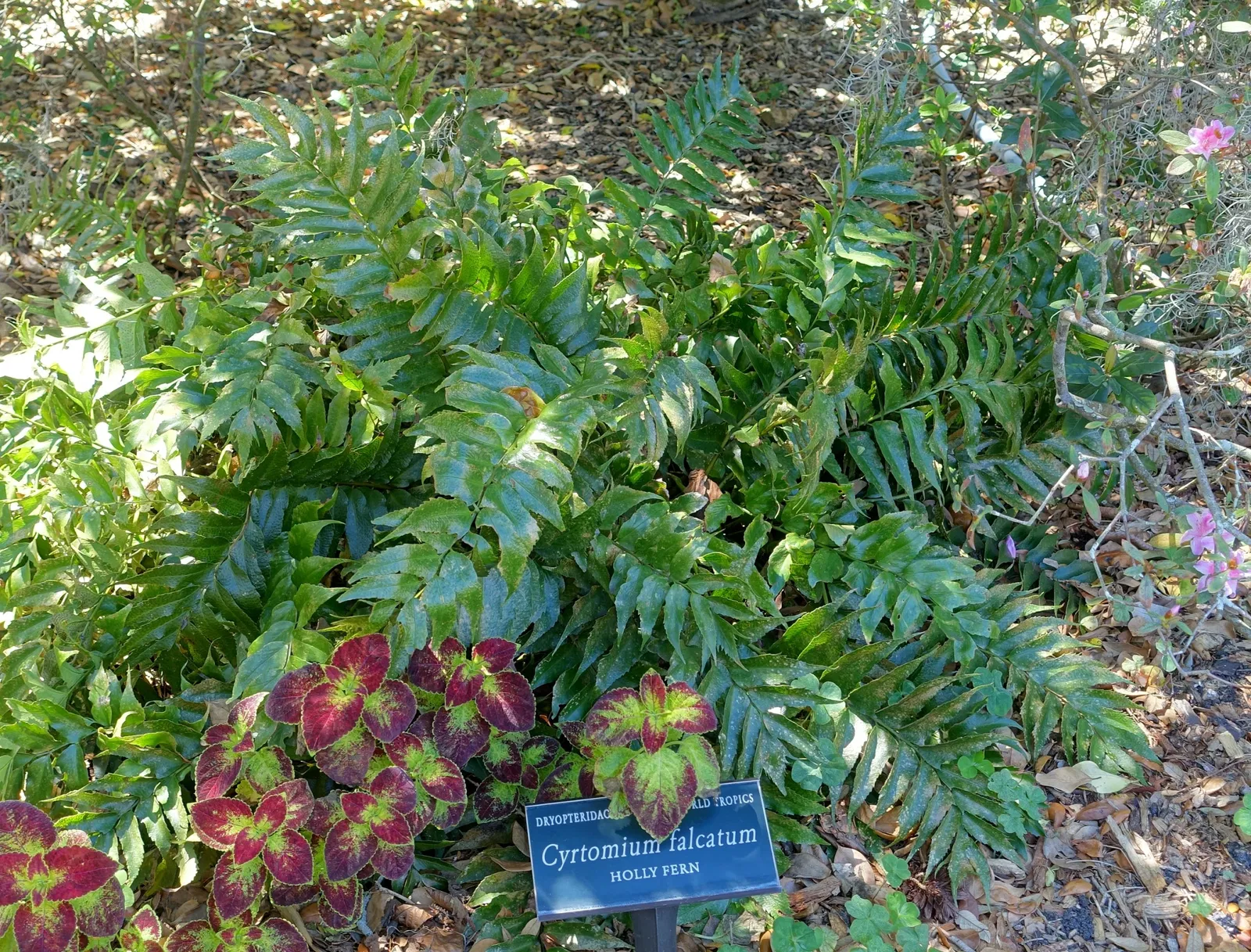 Marie Selby Botanical Gardens