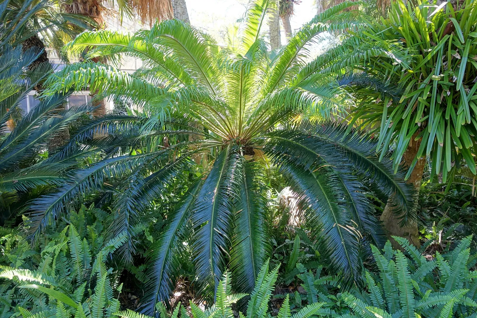 Marie Selby Botanical Gardens