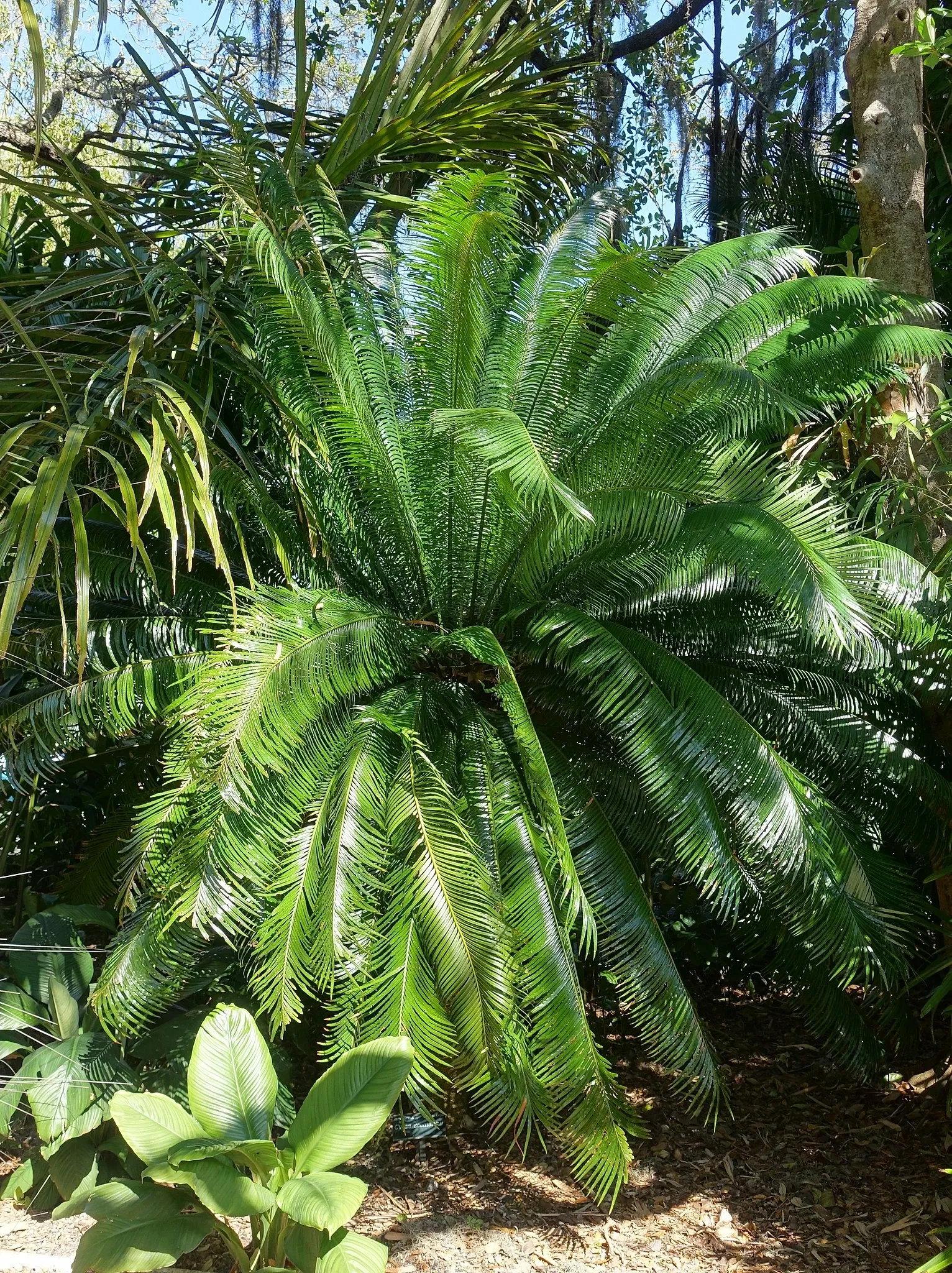 Casa de Christy Payne y Jardín Botánico Marie Selby