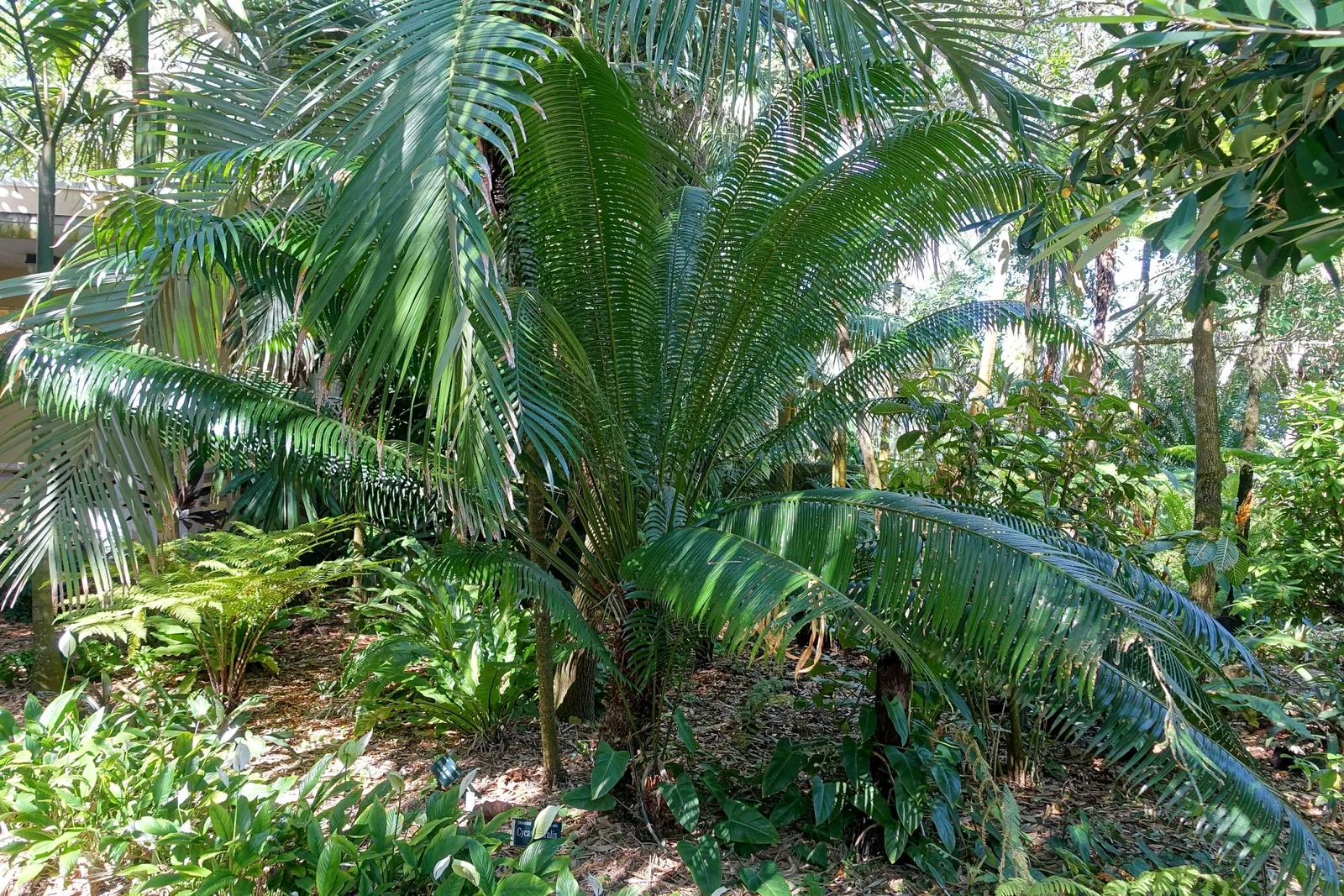 Marie Selby Botanical Gardens