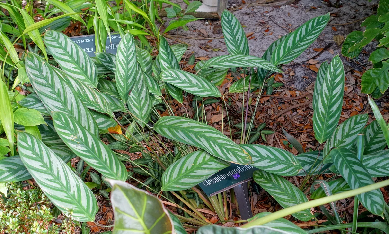 Marie Selby Botanical Gardens
