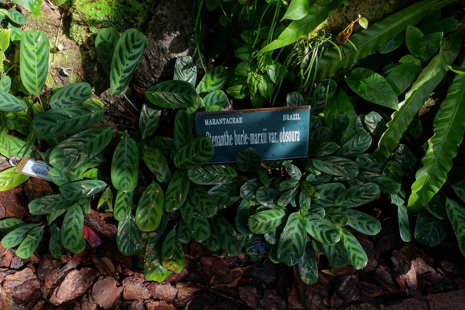 Marie Selby Botanical Gardens